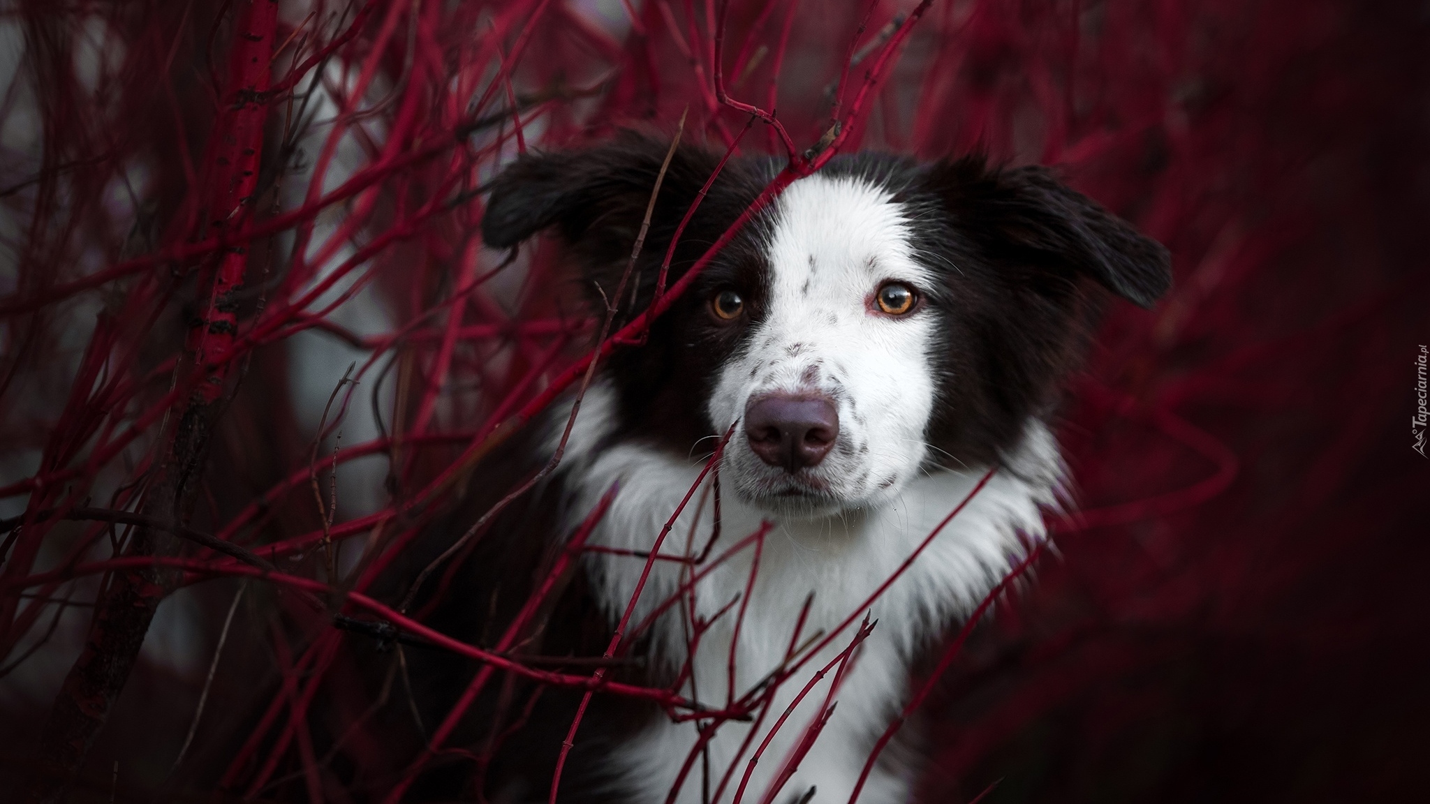 Pies, Border collie, Mordka, Gałązki