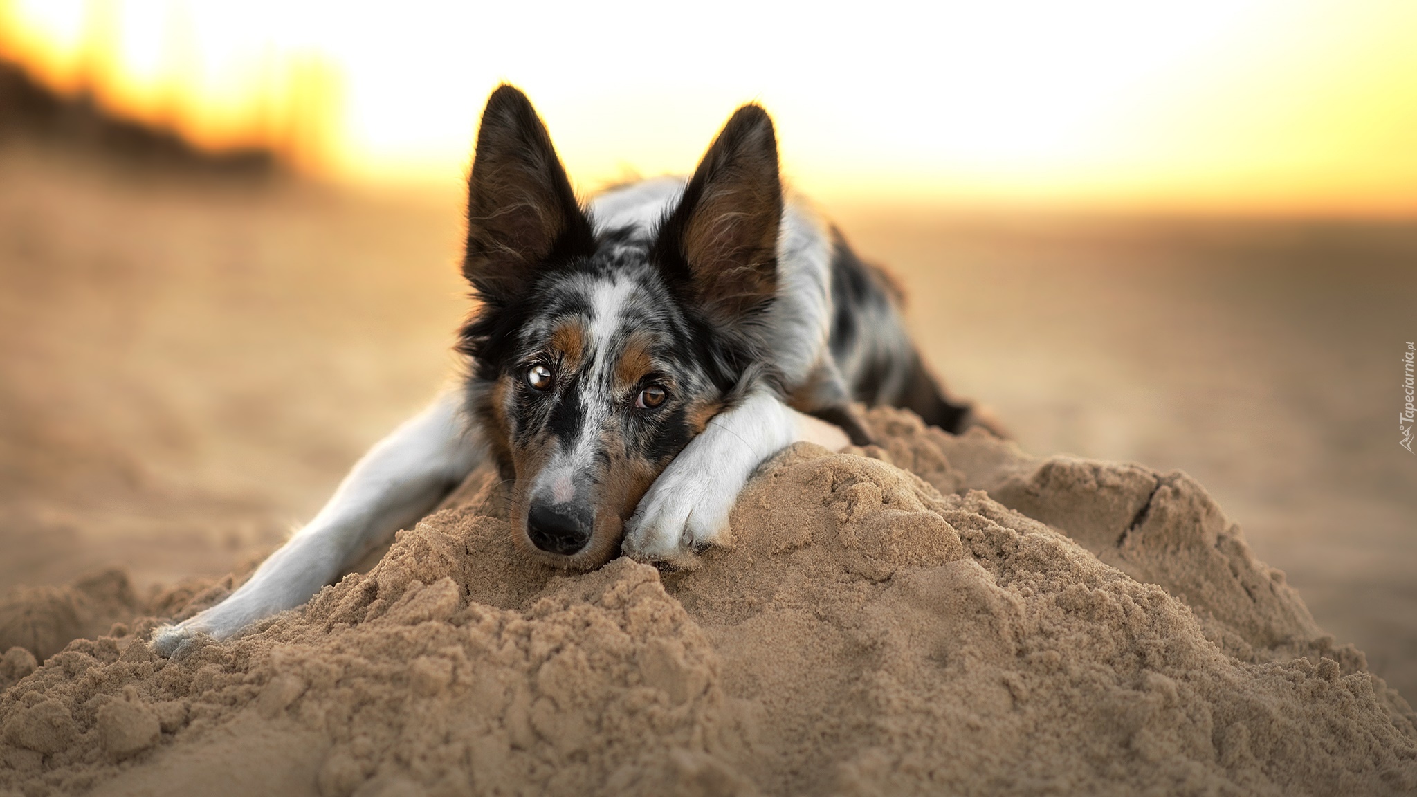 Leżący, Pies, Border collie, Mordka, Piasek