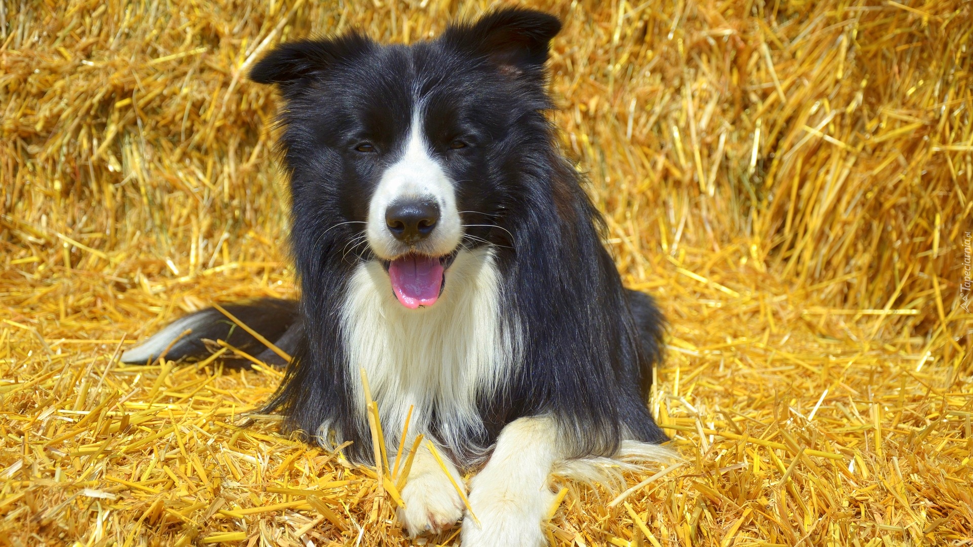 Leżący, Border collie, Słoma