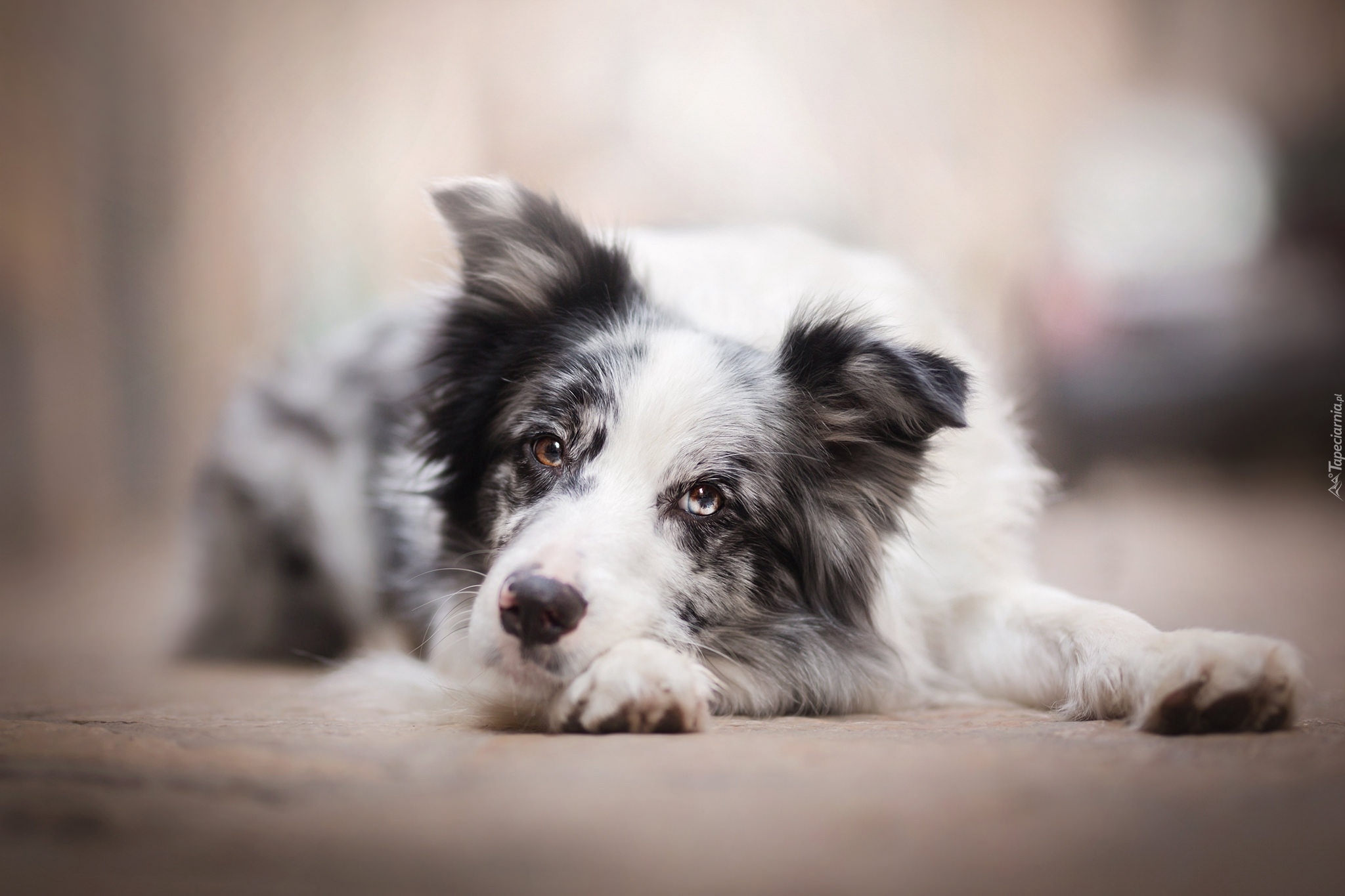 Pies, Border collie, Mordka