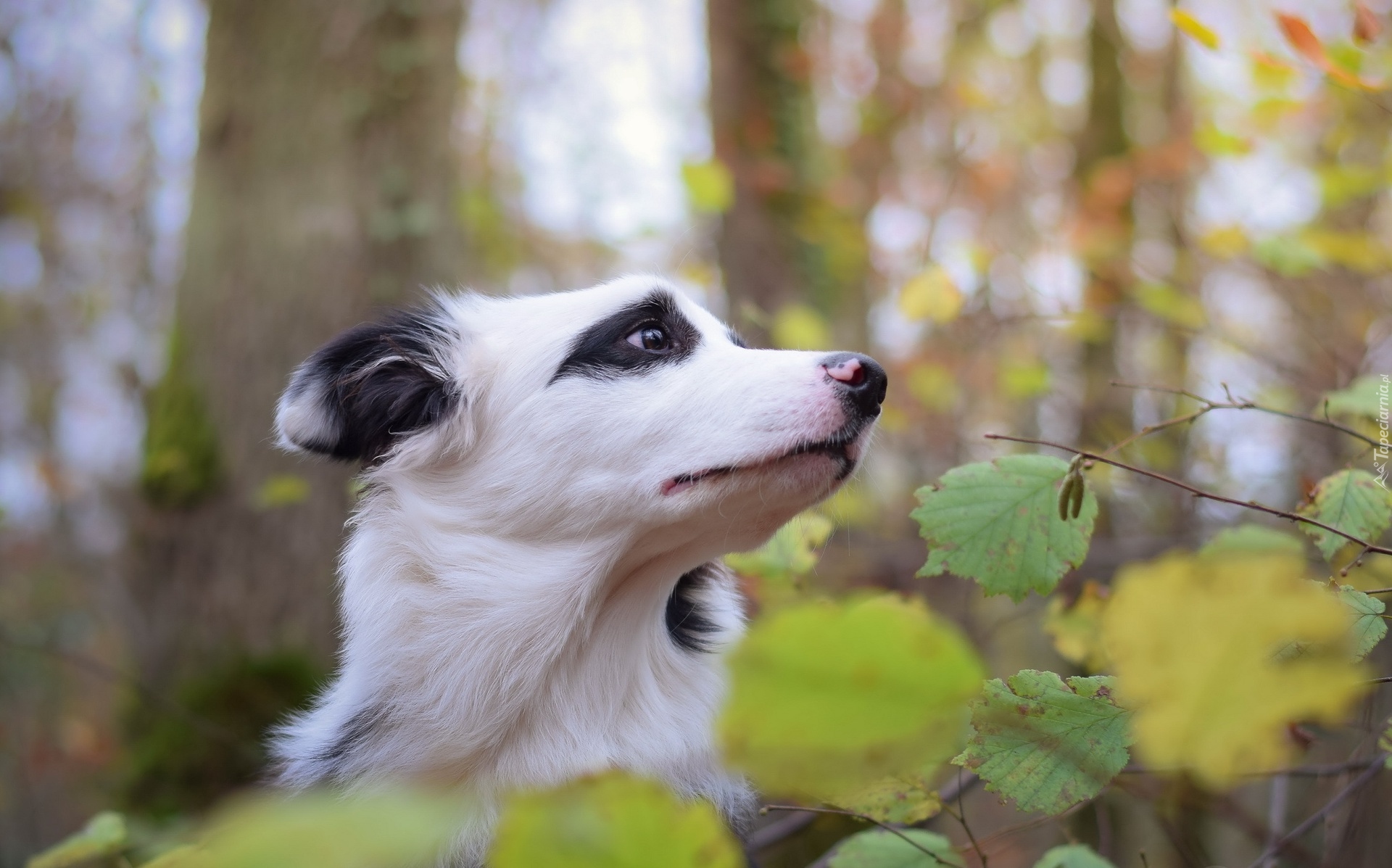 Głowa, Border collie, Liście