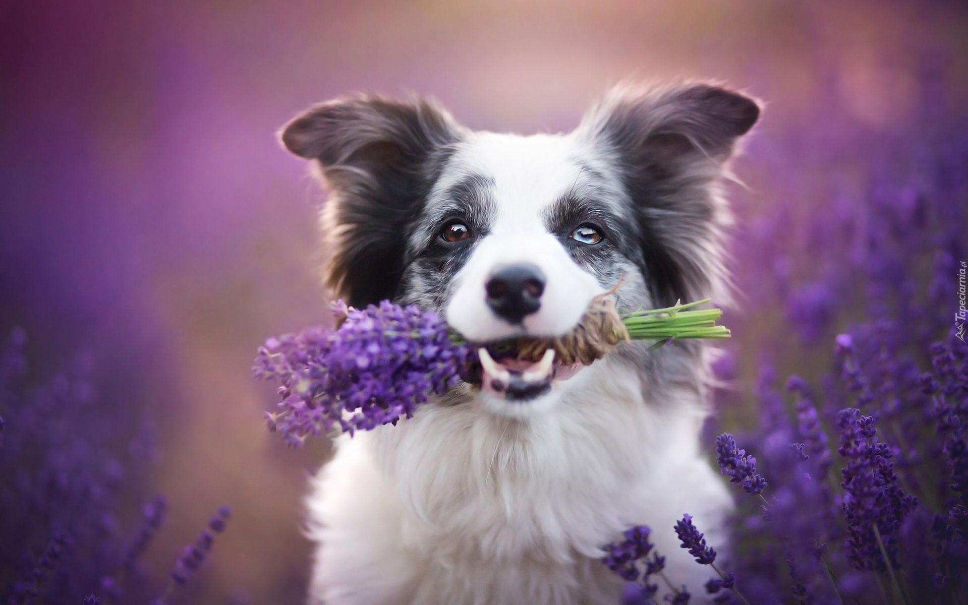 Border collie, Bukiet, Lawendy