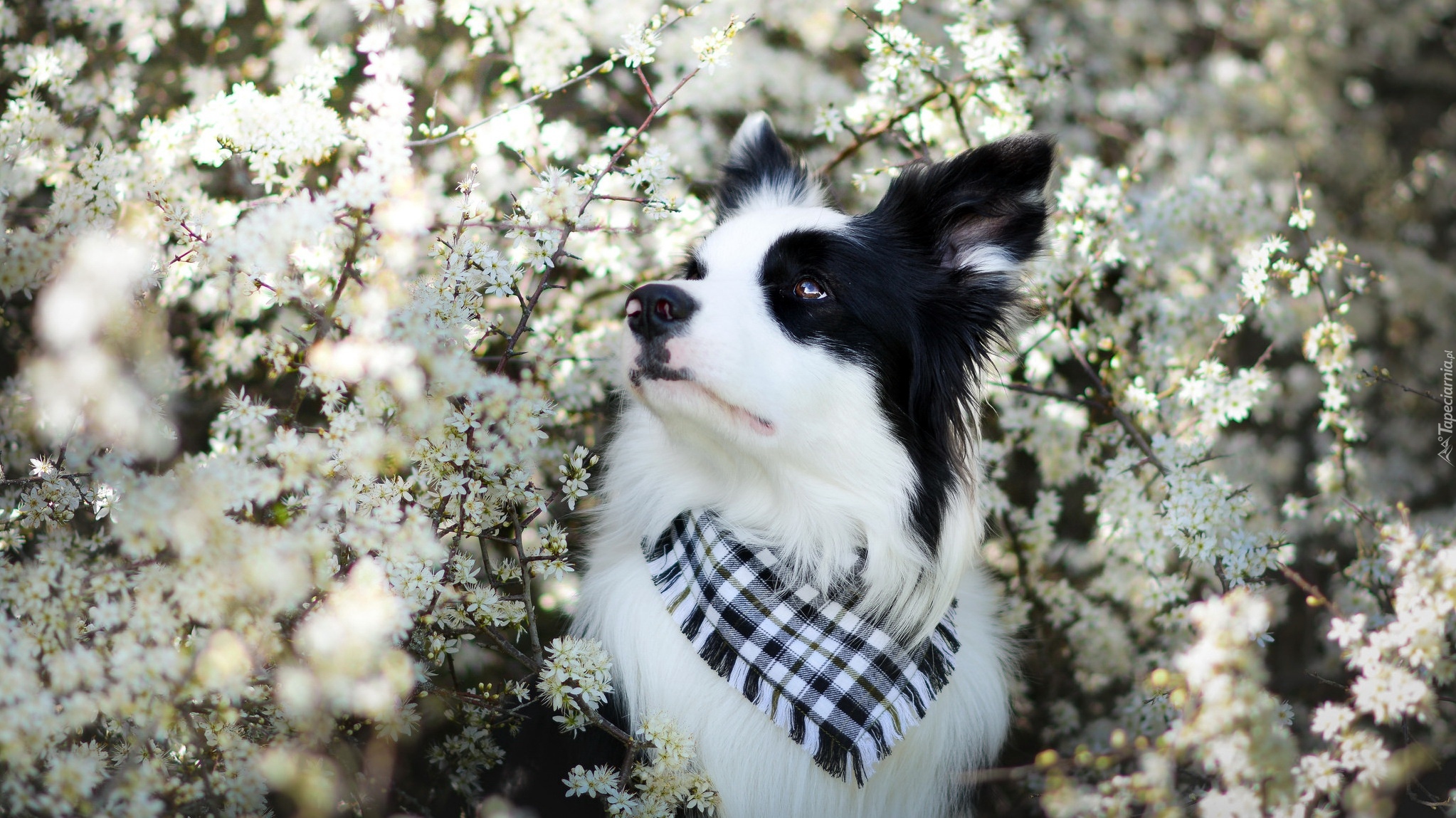 Kwiaty, Border collie, Chustka