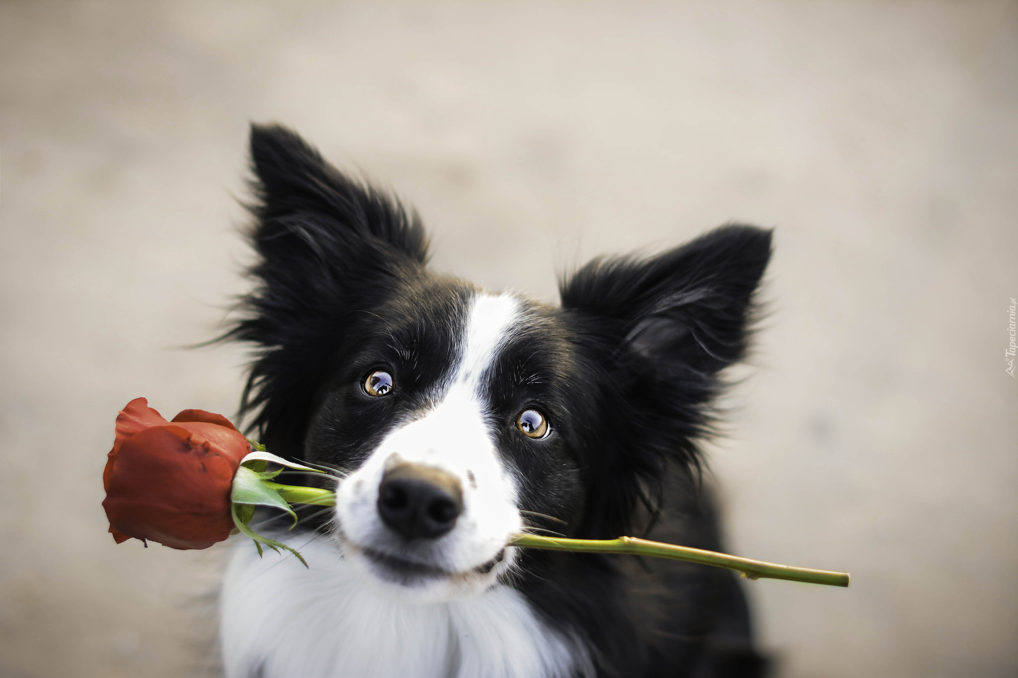 Border collie, Mordka, Róża, Prezent