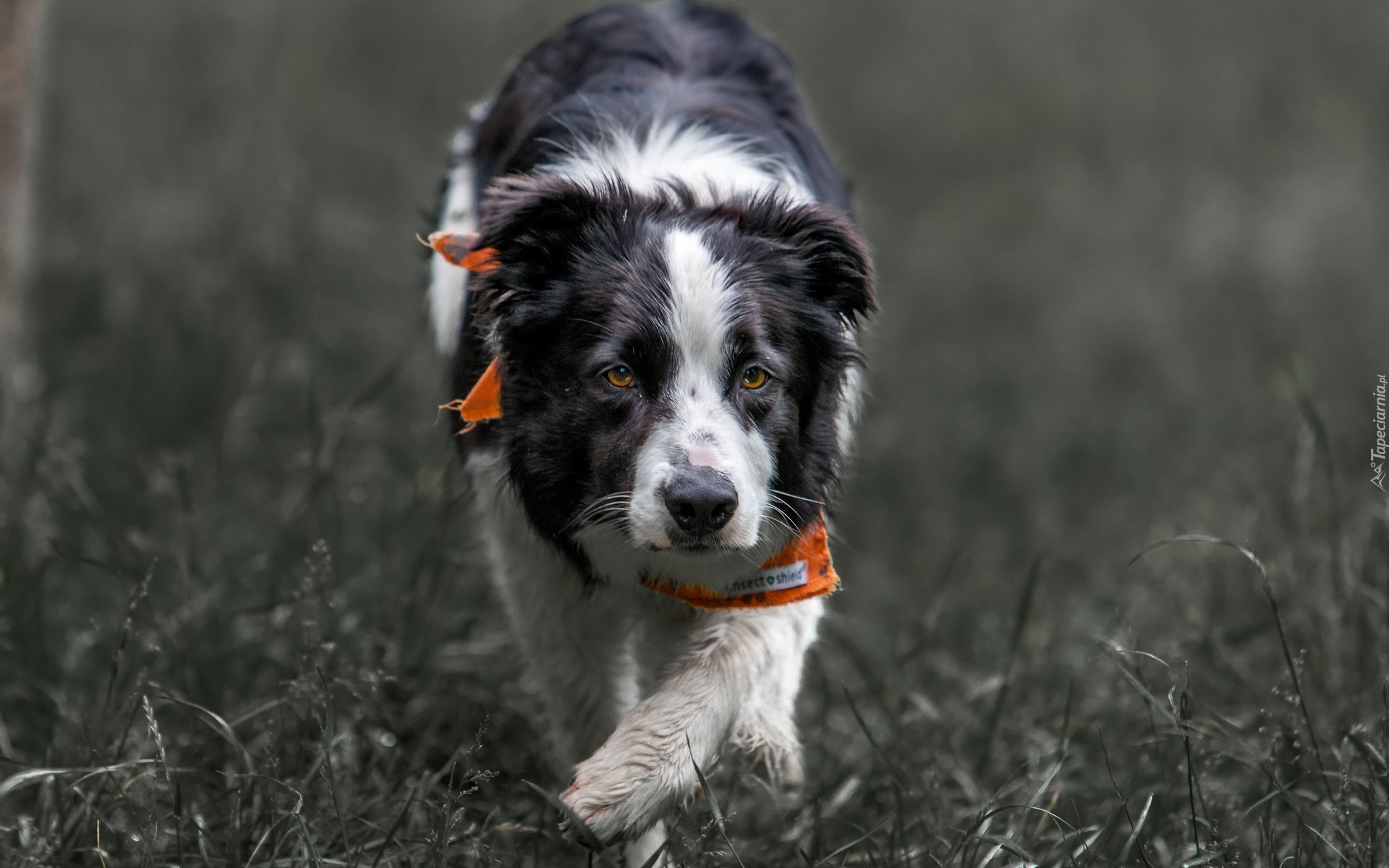 Border collie, Chustka