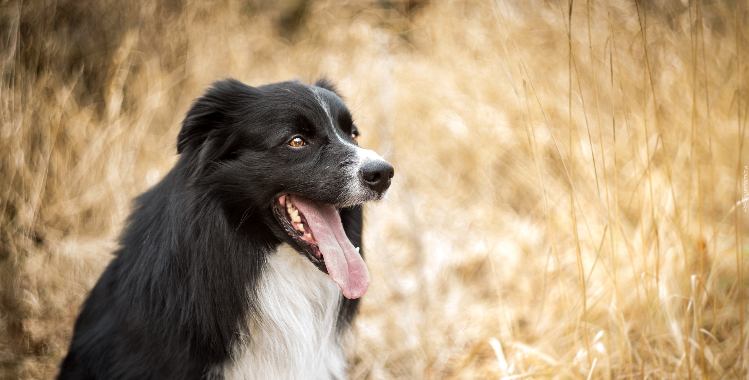 Pies, Border collie, Mordka, Jęzor, Rozmyte, Tło, Bokeh