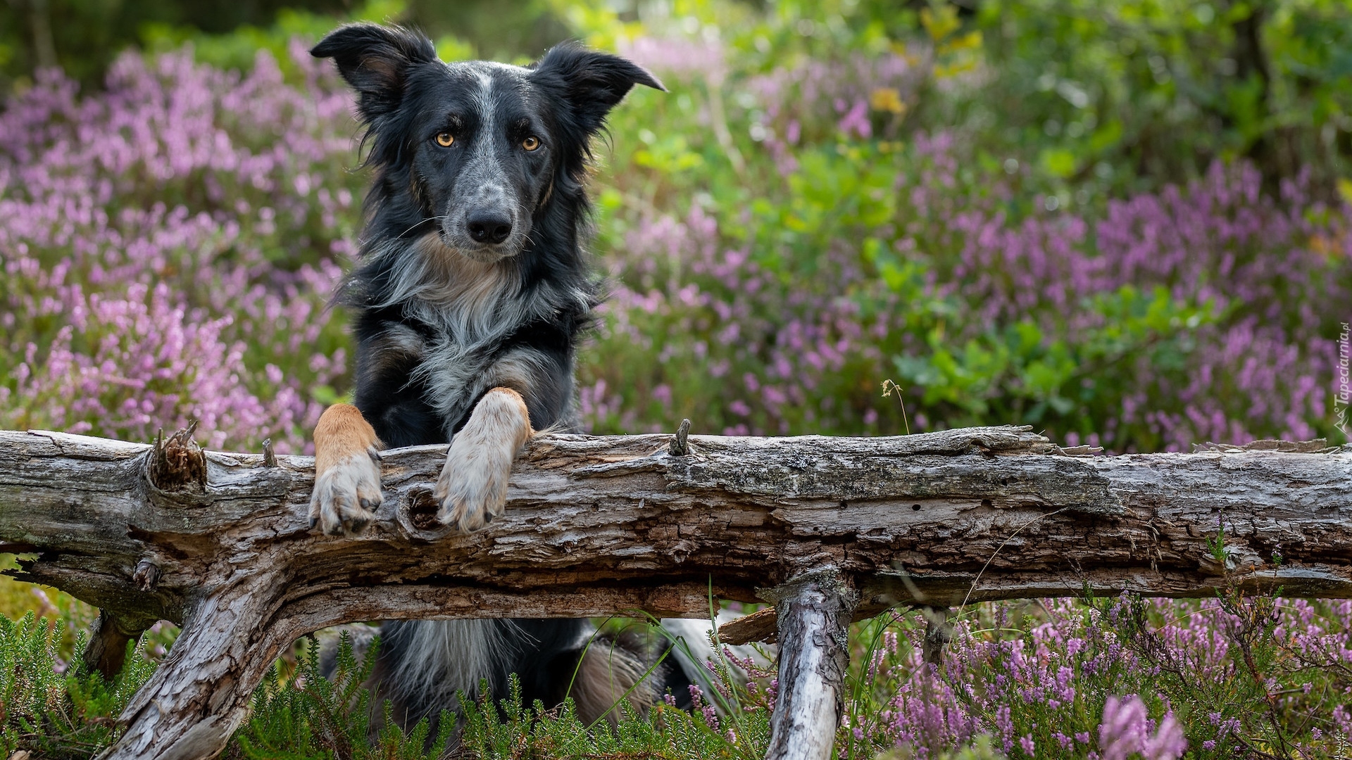 Pies, Border collie, Konar, Wrzosy