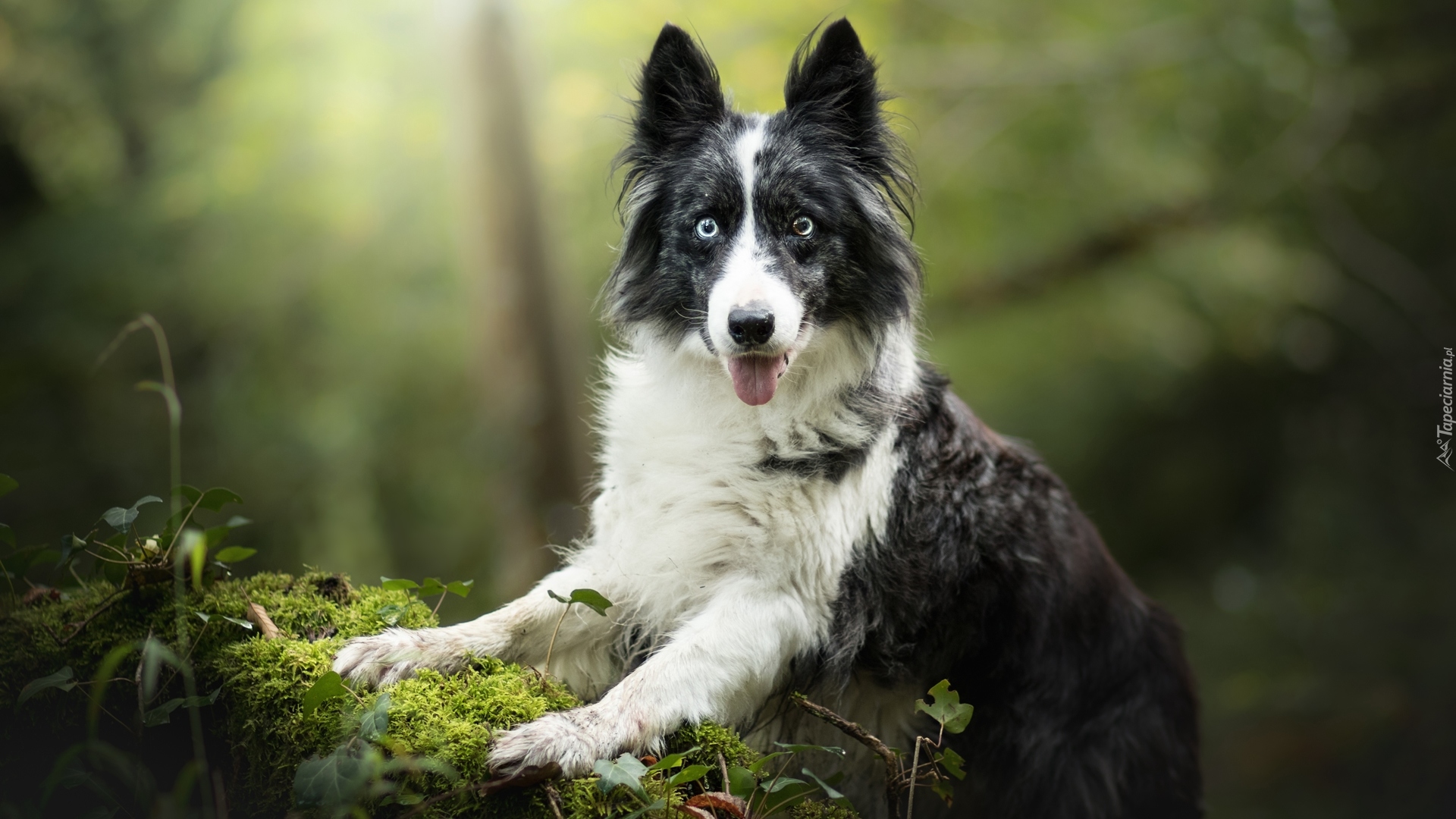 Pies, Border collie, Mordka, Rośliny