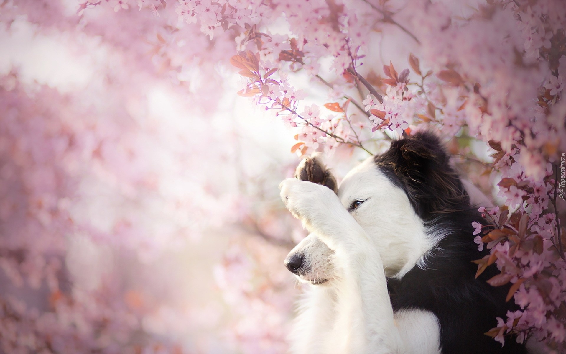 Border collie, Gałązki, Kwiaty