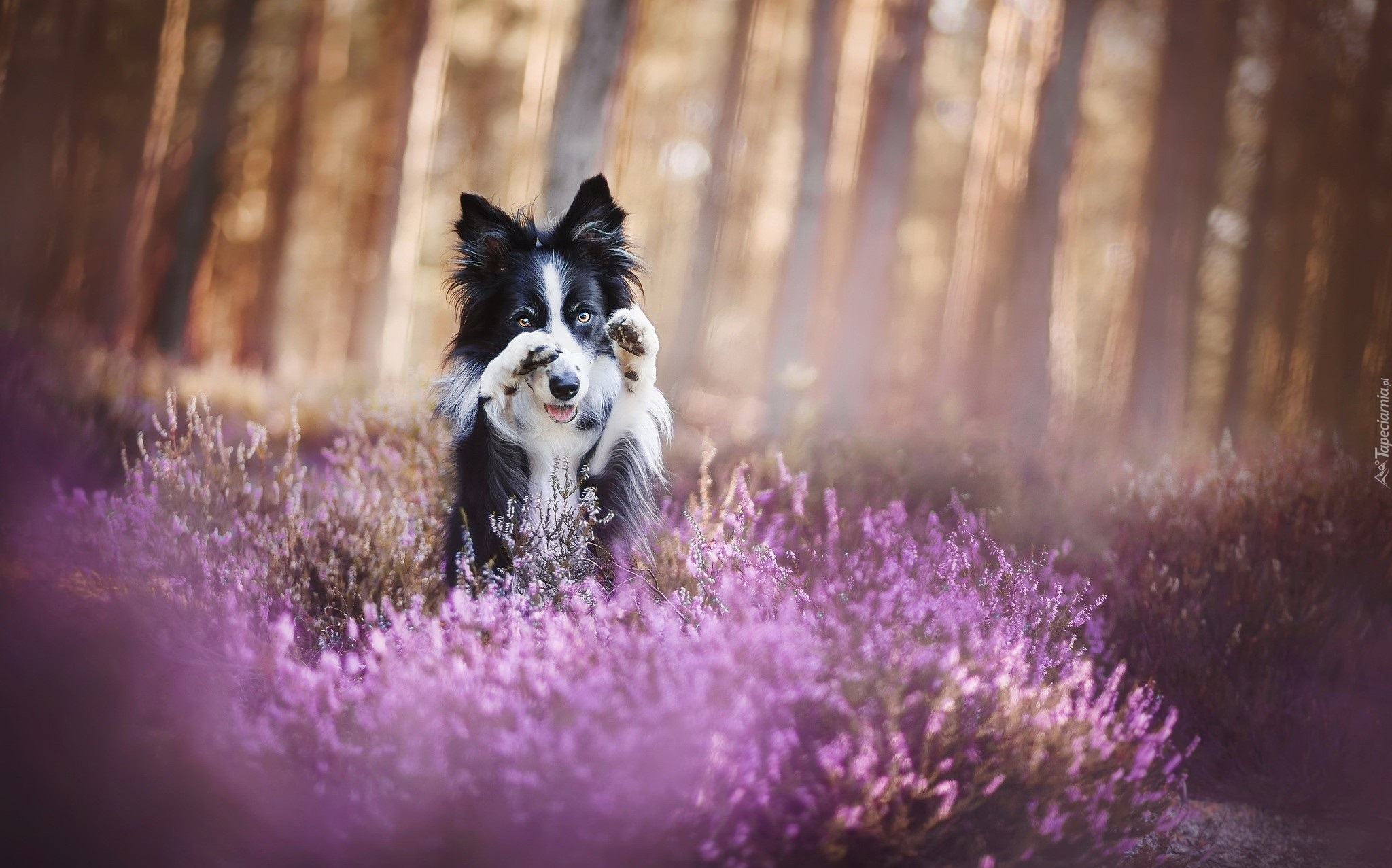 Pies, Border collie, Wrzos Uniesione, Łapki