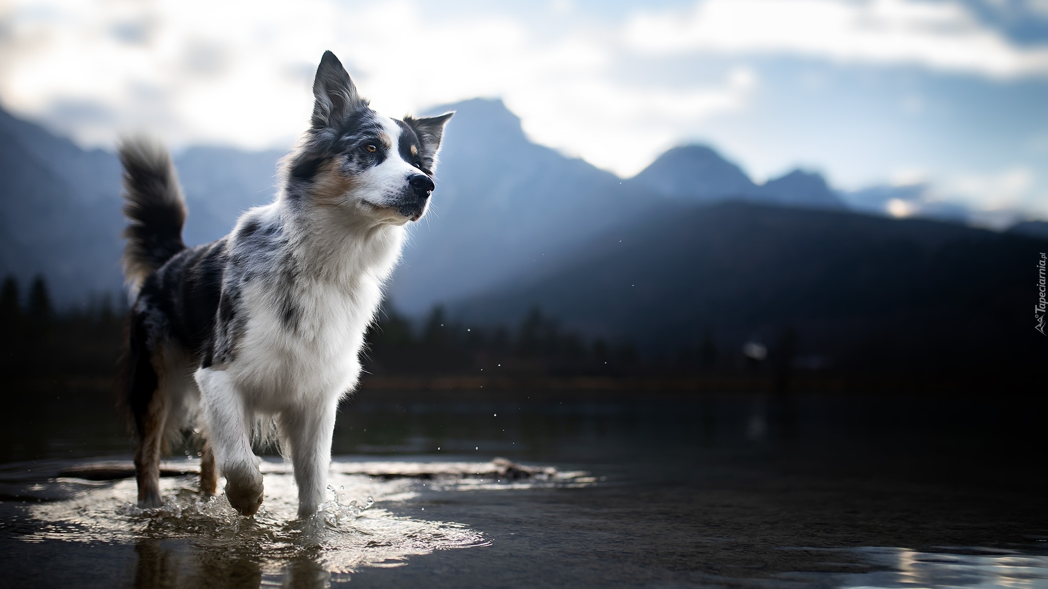 Pies, Border collie, Woda, Rozmyty, Krajobraz