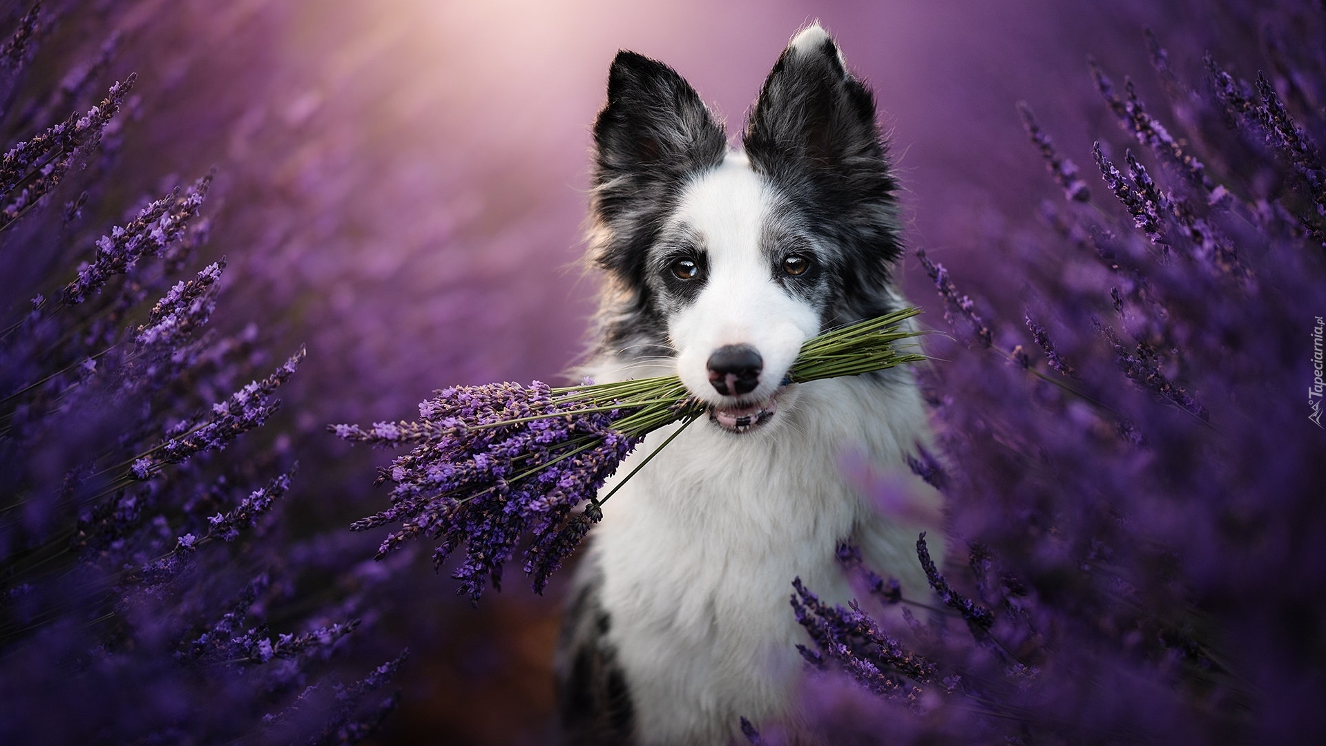 Border collie, Pies, Lawenda