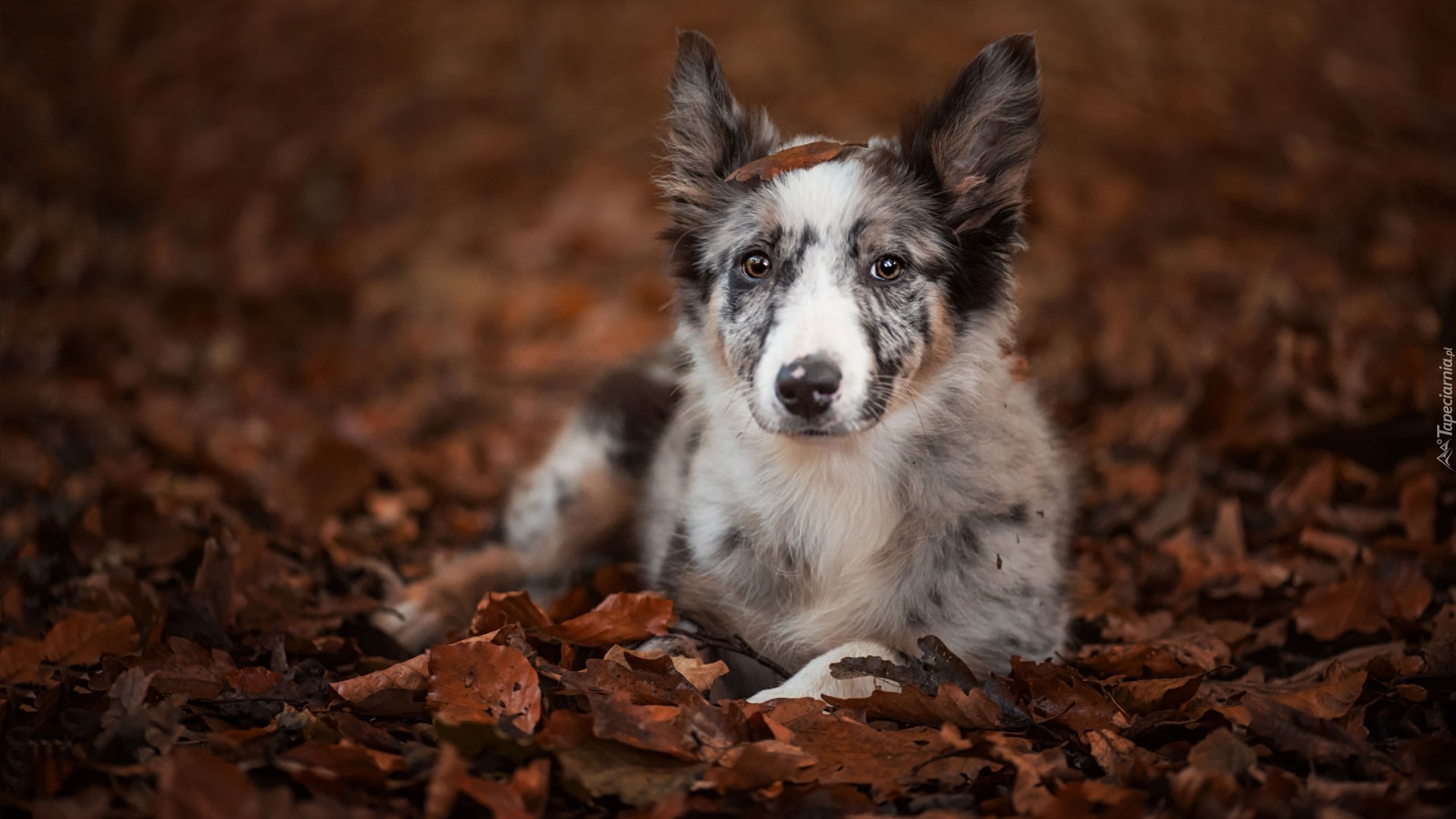 Leżący, Border collie, Liście