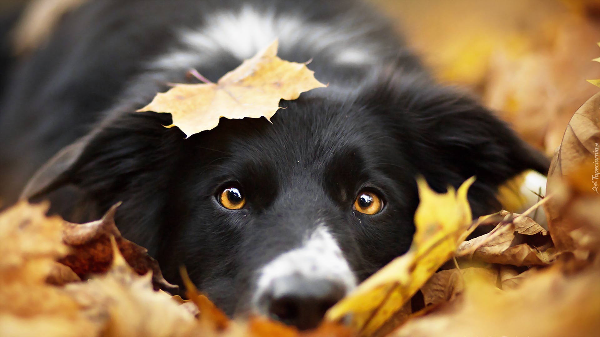 Border collie, Głowa, Liście