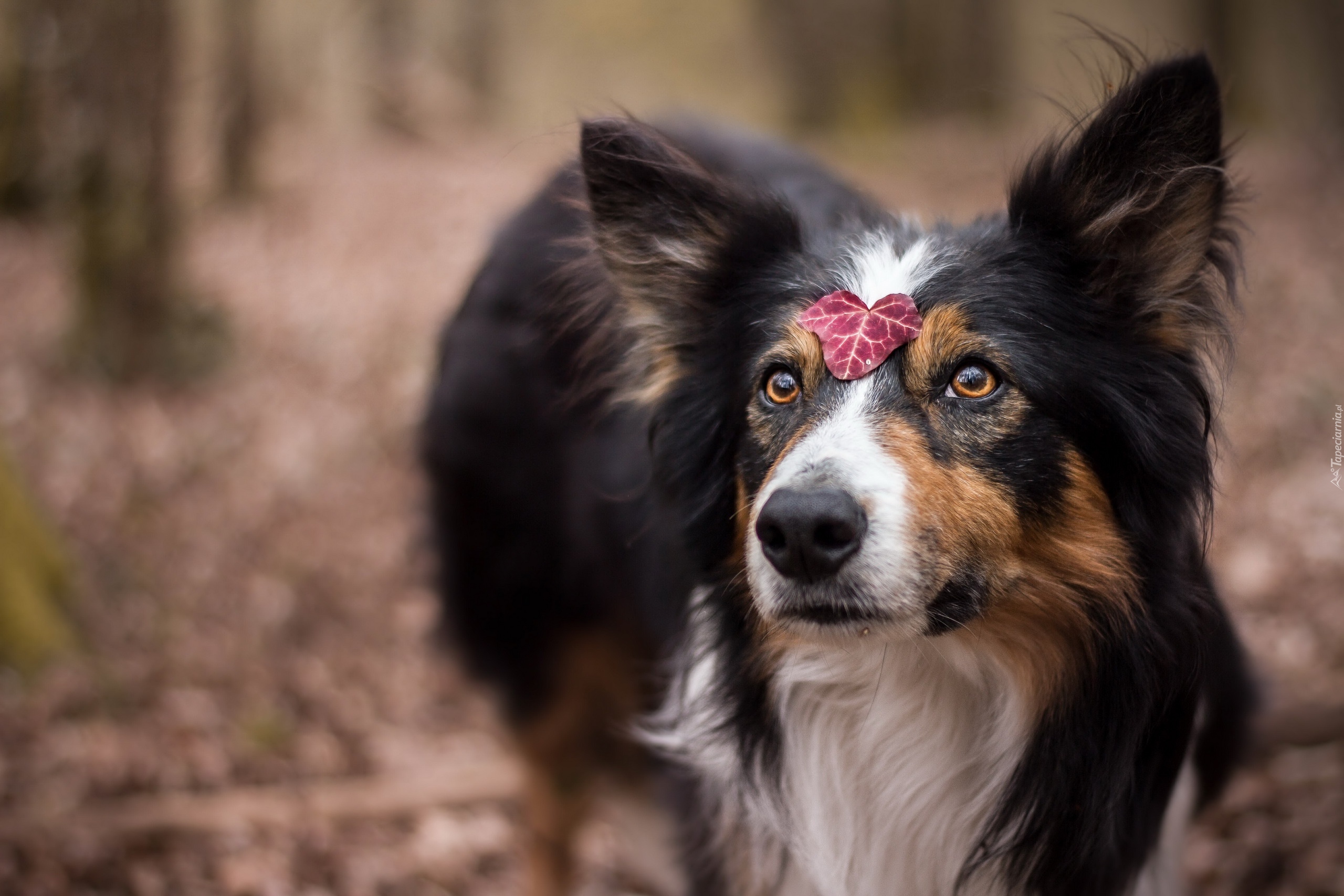 Pies, Border collie, Listek