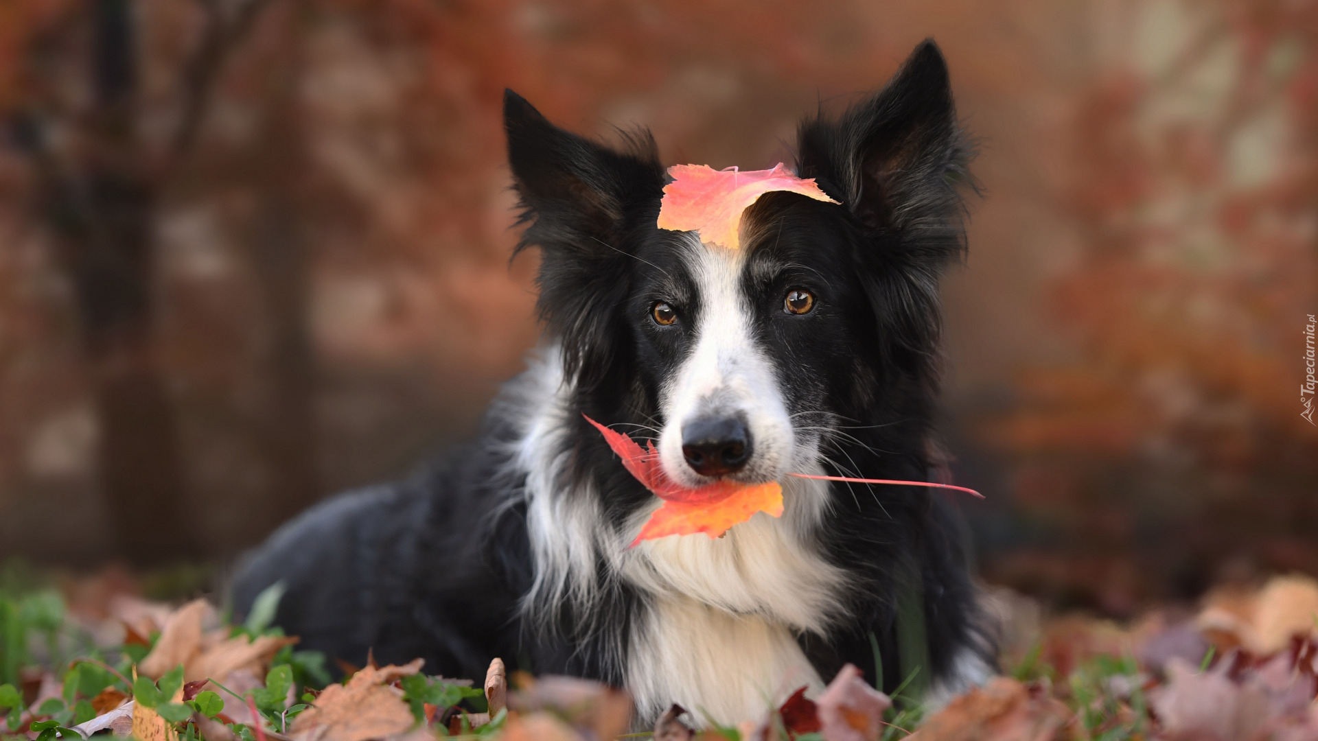 Liście, Pies, Border collie