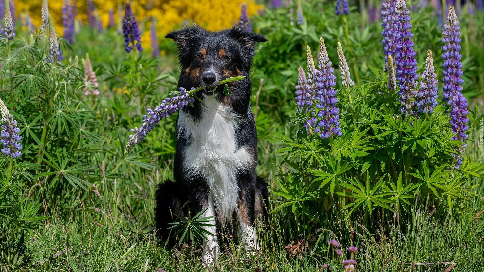 Pies, Border collie, Kwiaty, Łubin, Trawa