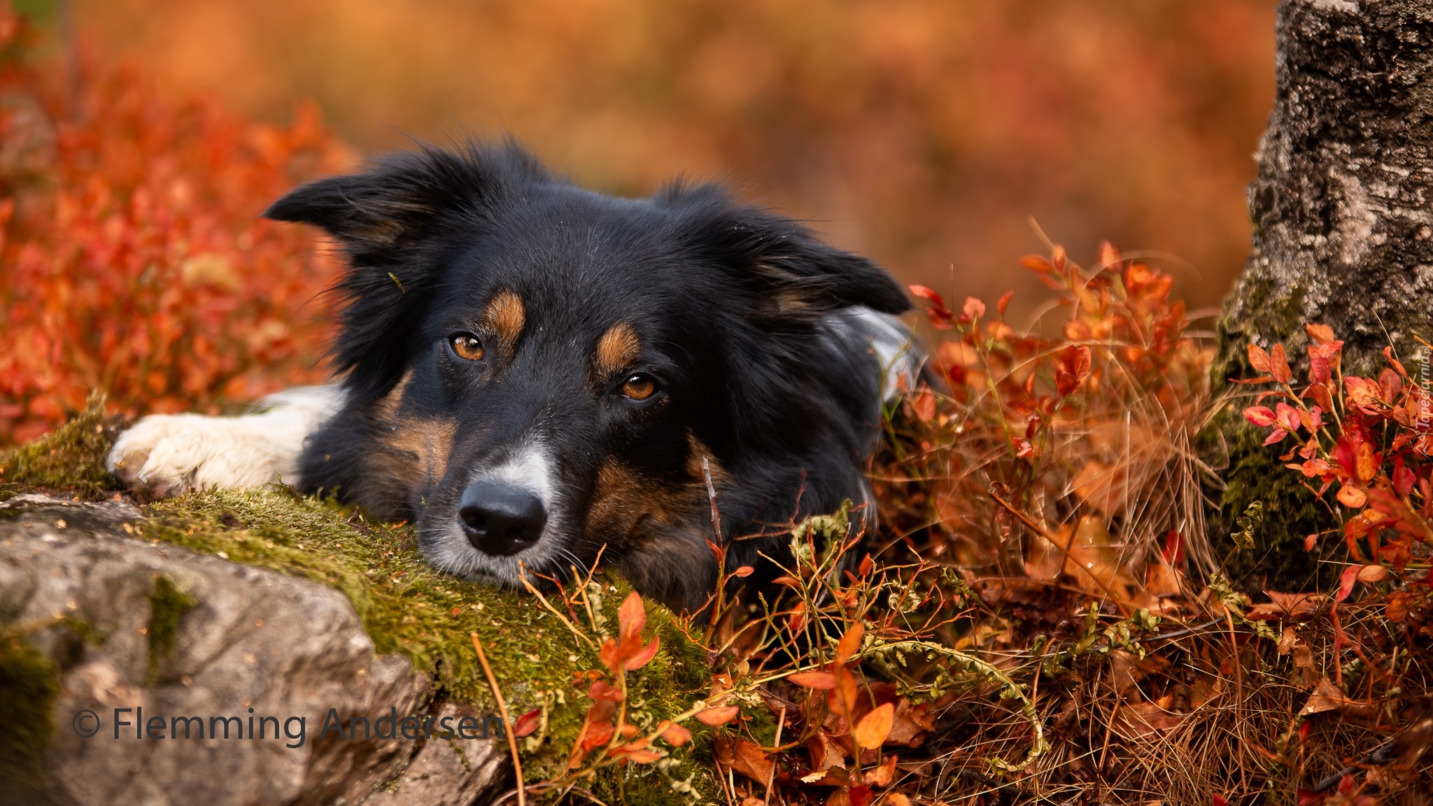 Pies, Border collie, Mordka, Kamień, Rośliny