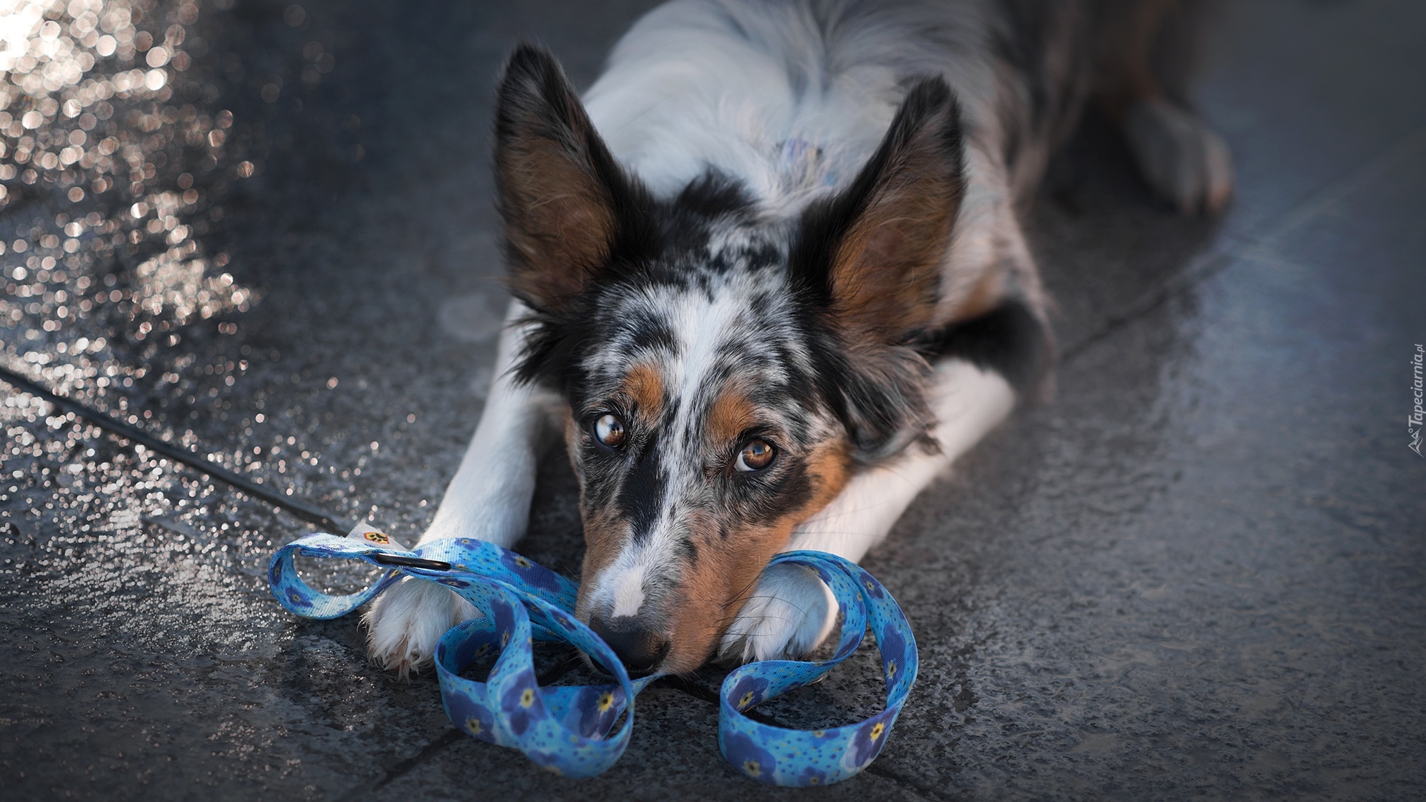 Leżący, Pies, Border collie, Mordka, Smycz