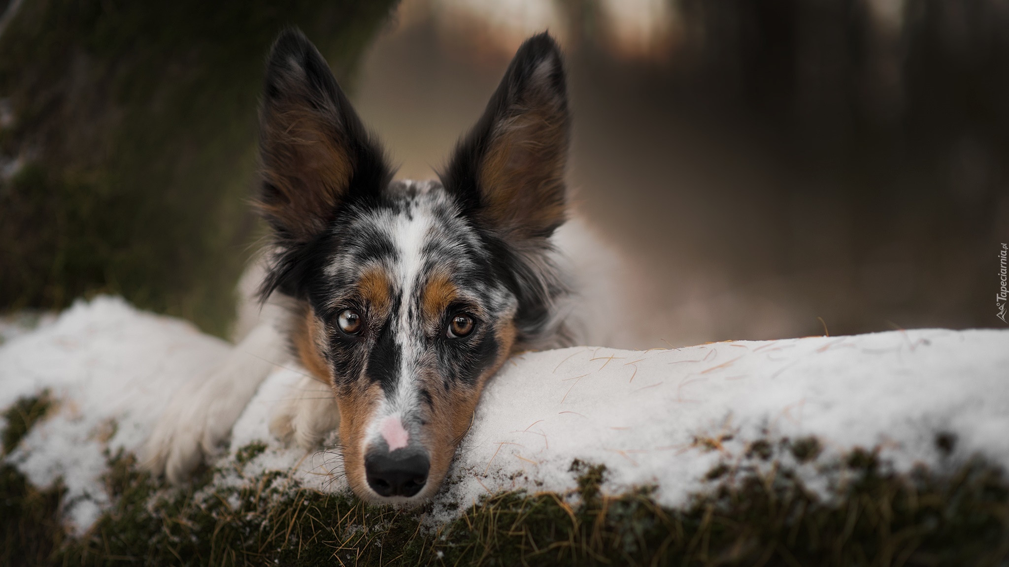 Pies, Border collie, Mordka, Śnieg, Rozmyte tło