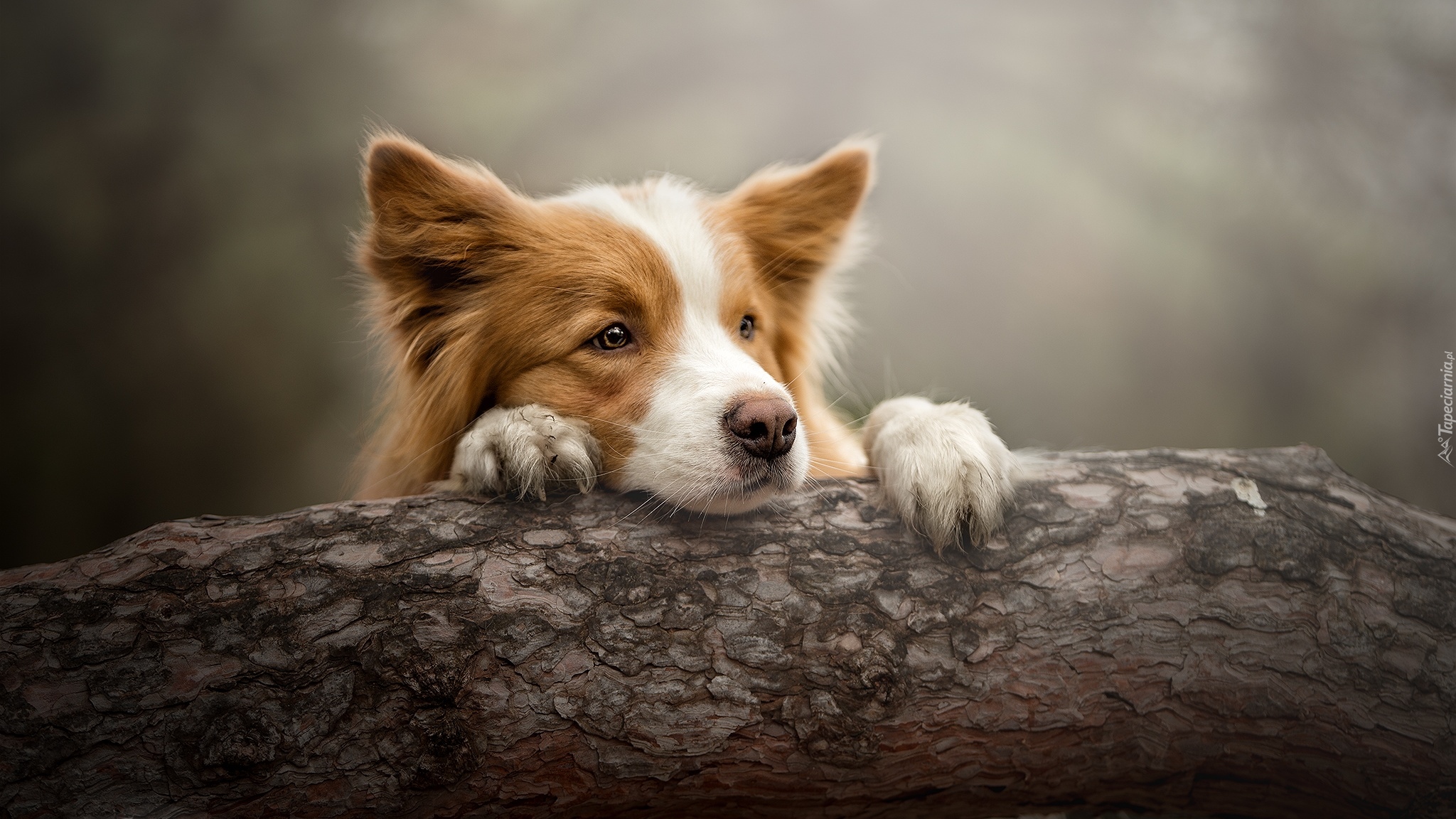 Pies, Border collie, Mordka, Pień