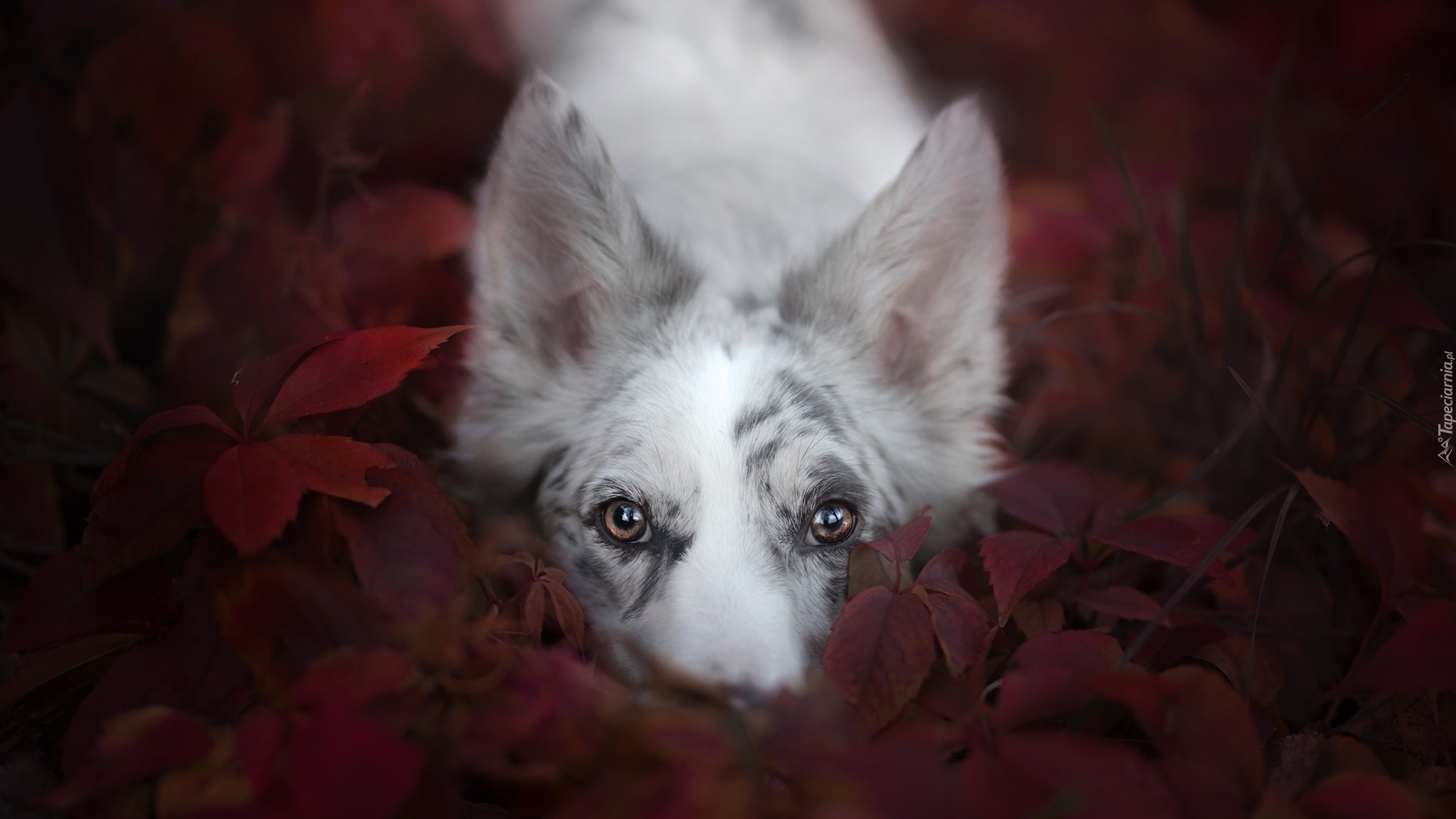 Pies, Border collie, Mordka, Liście