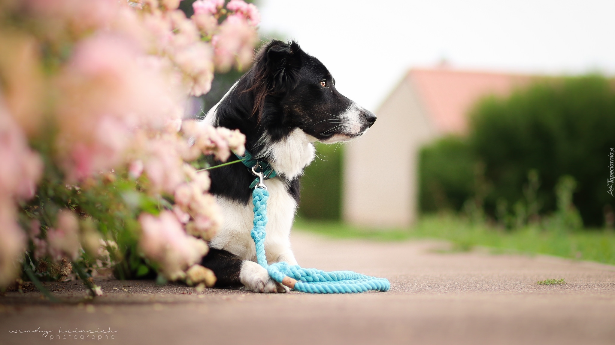 Pies, Border collie, Smycz, Kwiaty, Droga