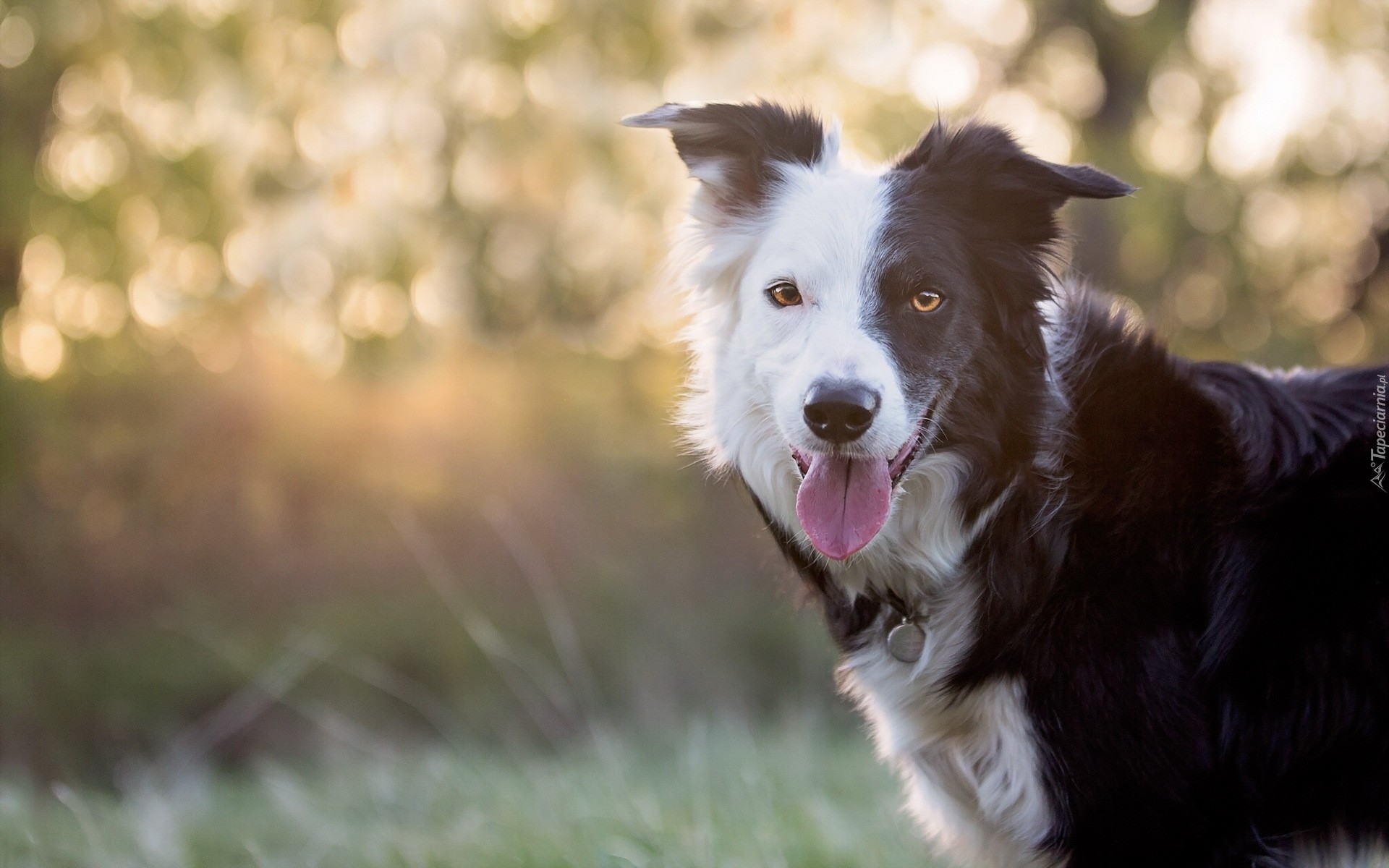 Border collie, Pysk, Język