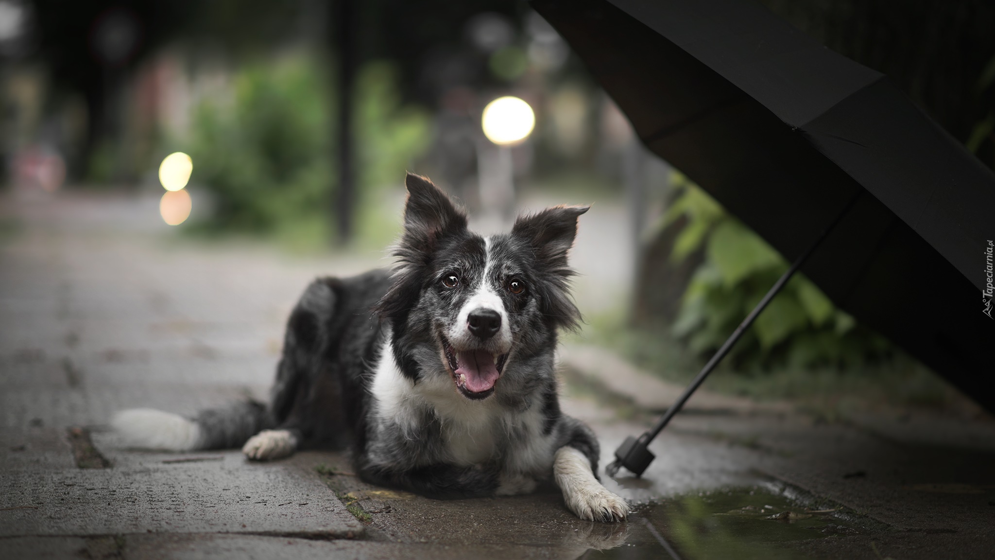 Pies, Border collie, Chodnik, Parasol