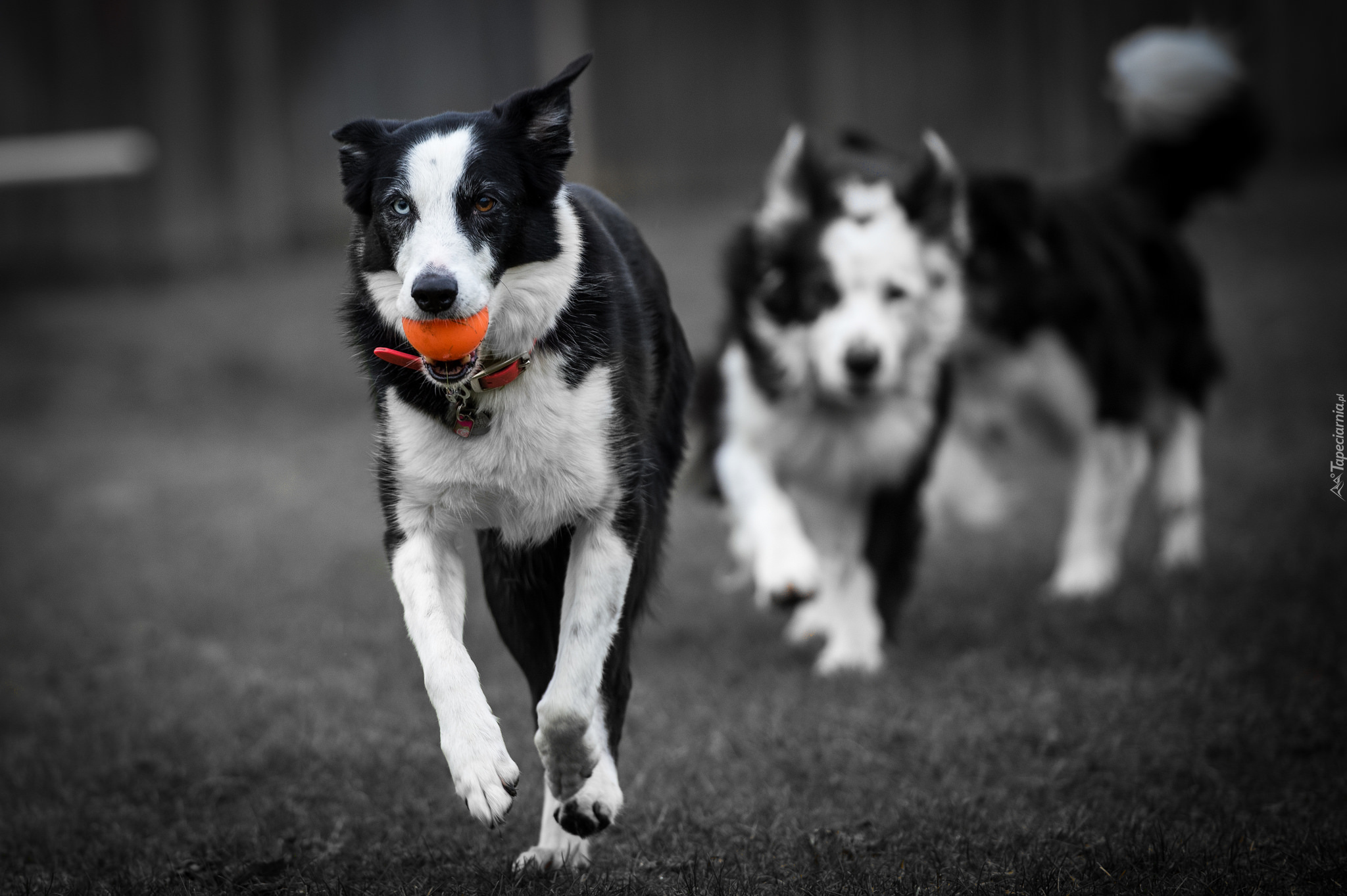 Psy, Border collie, Piłeczka, Bieg