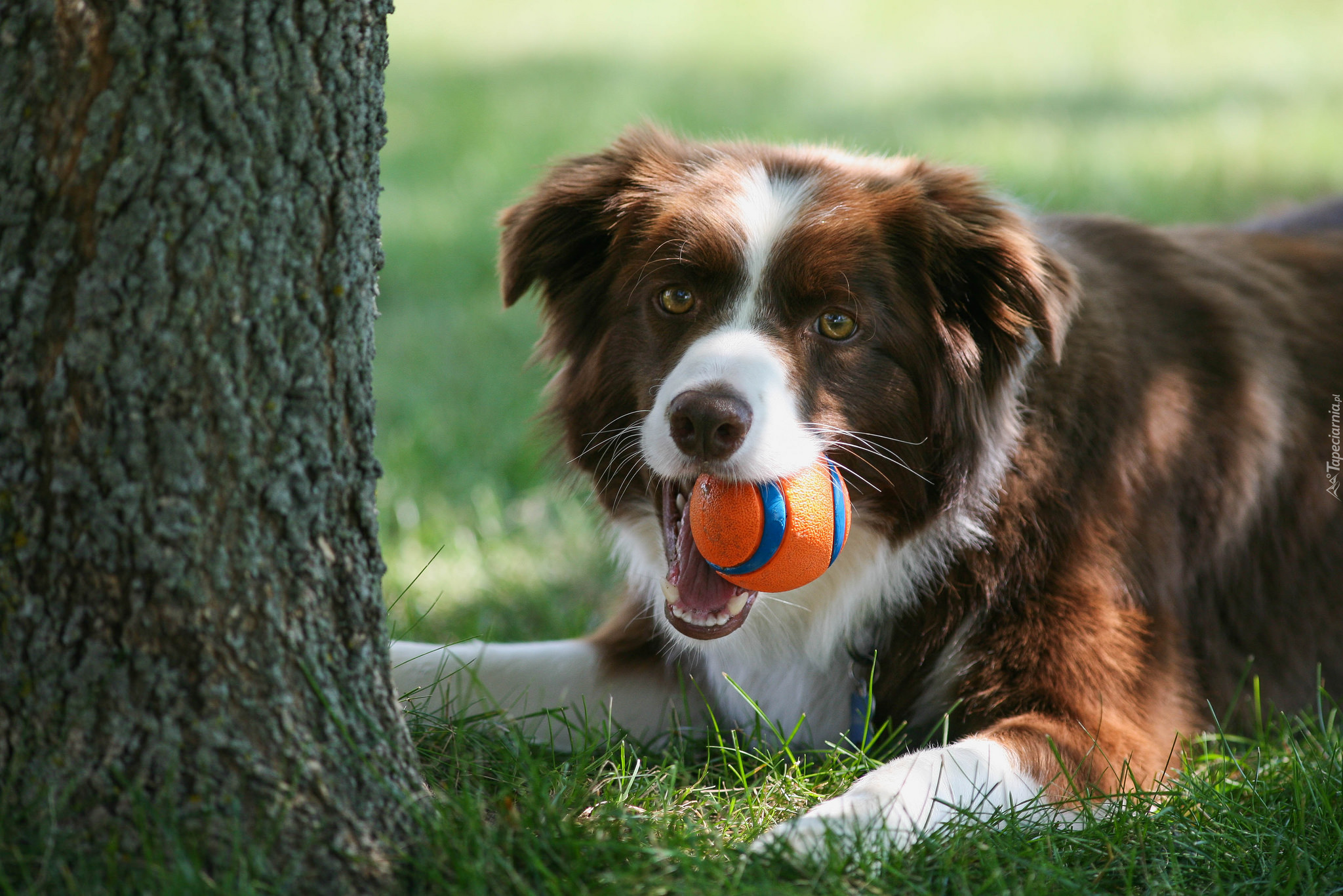 Drzewo, Trawa, Border collie, Piłeczka