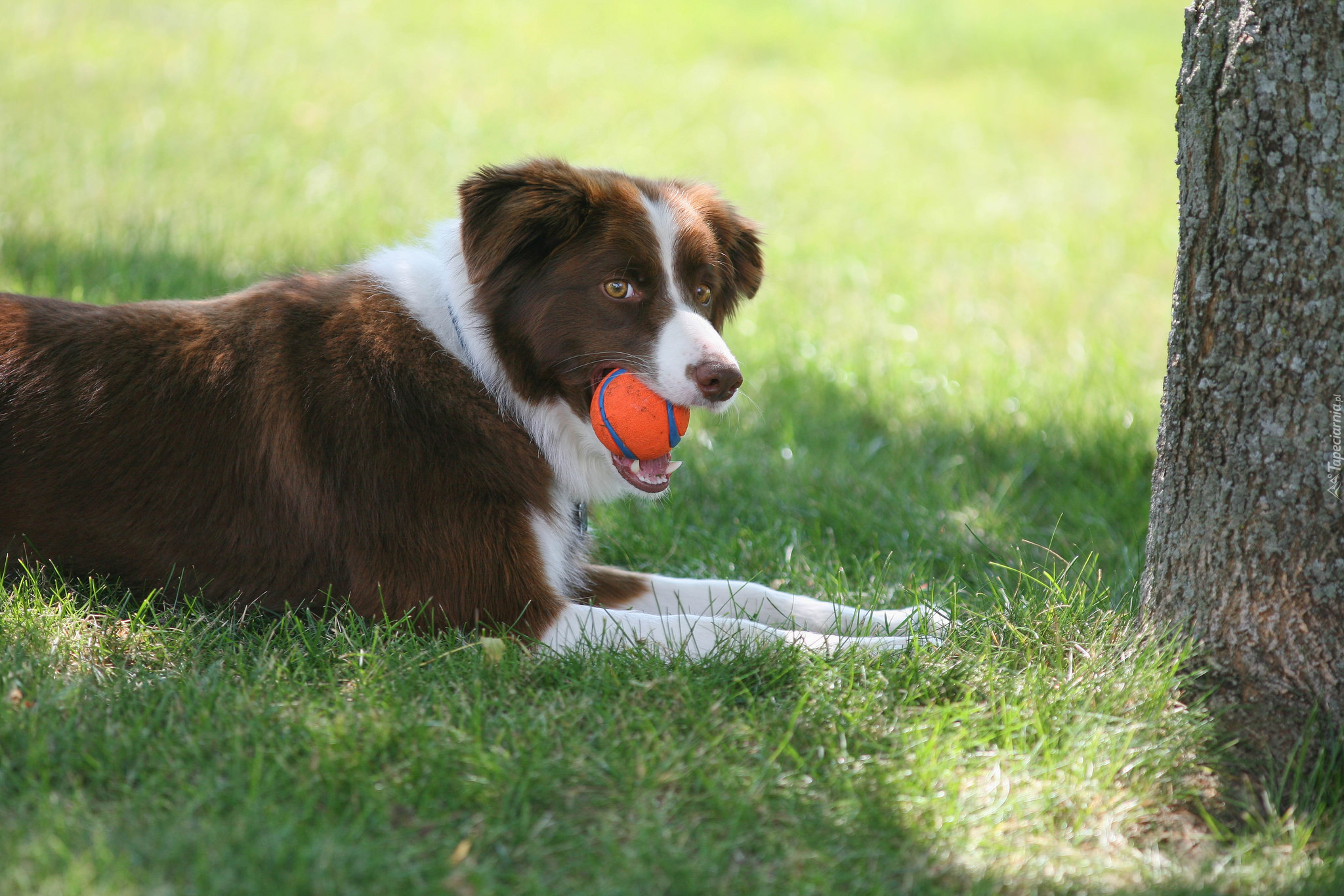 Border collie, Piłeczka, Łąka, Trawa, Drzewo