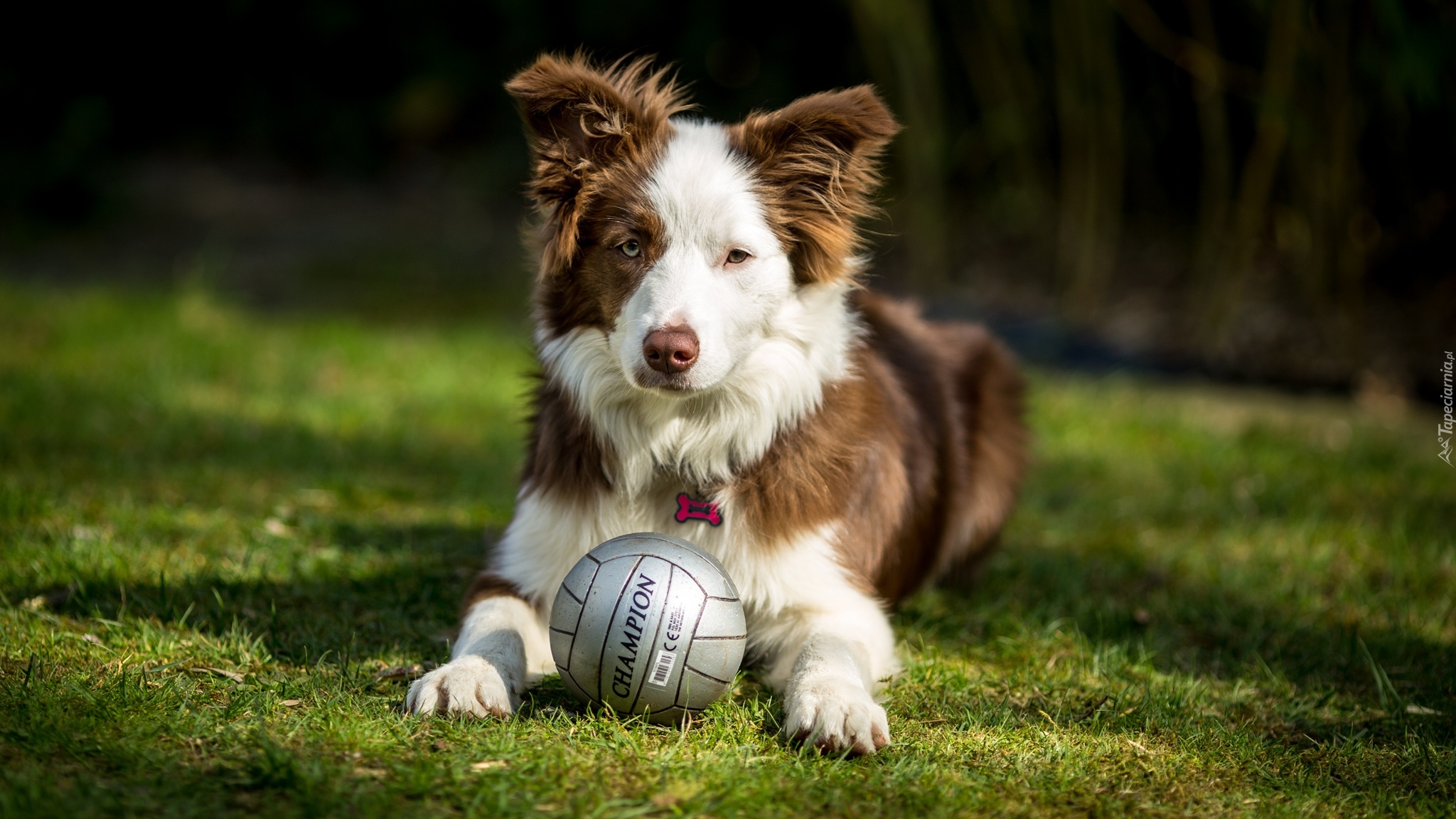 Pies, Border collie, Piłka, Trawa