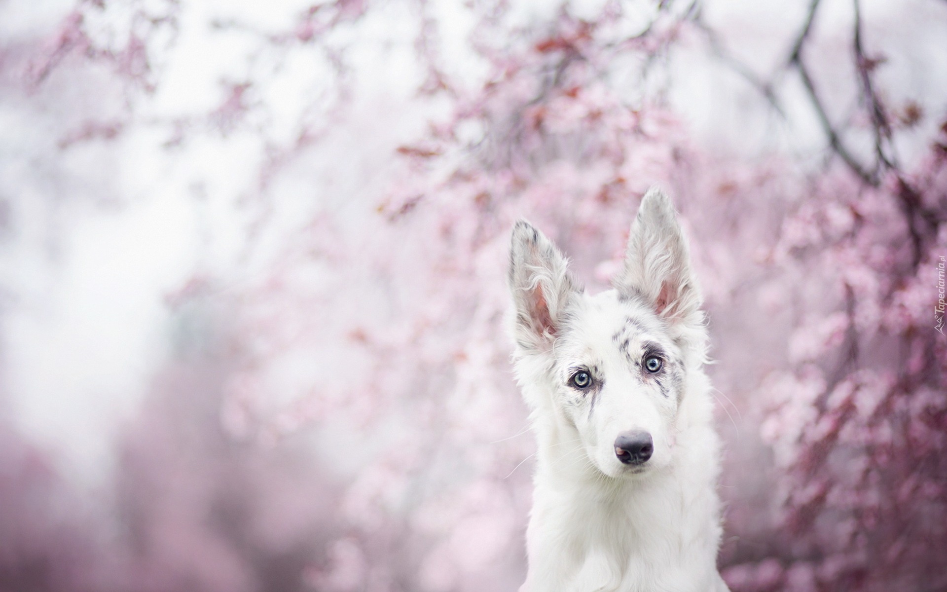 Border collie, Rozmycie