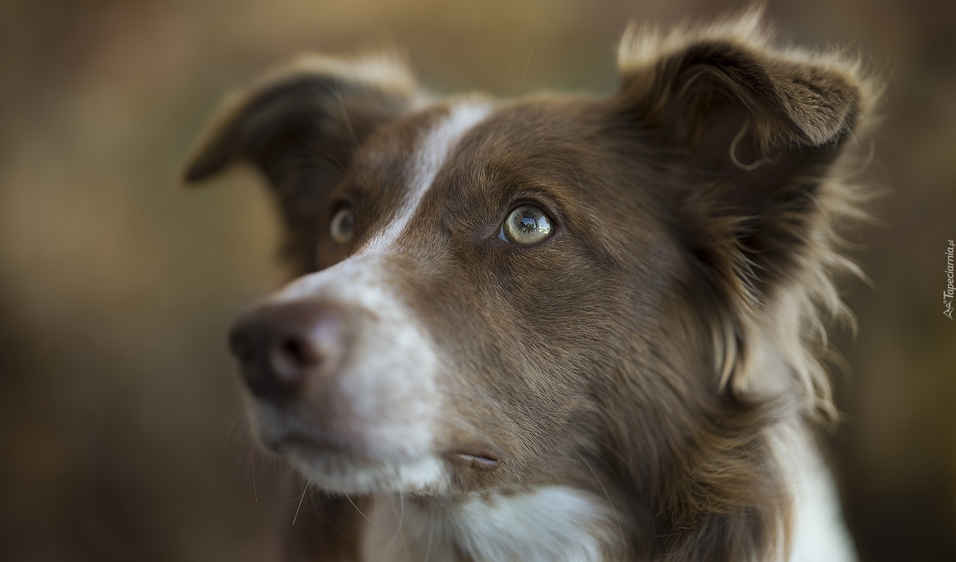 Pies, Border collie, Głowa