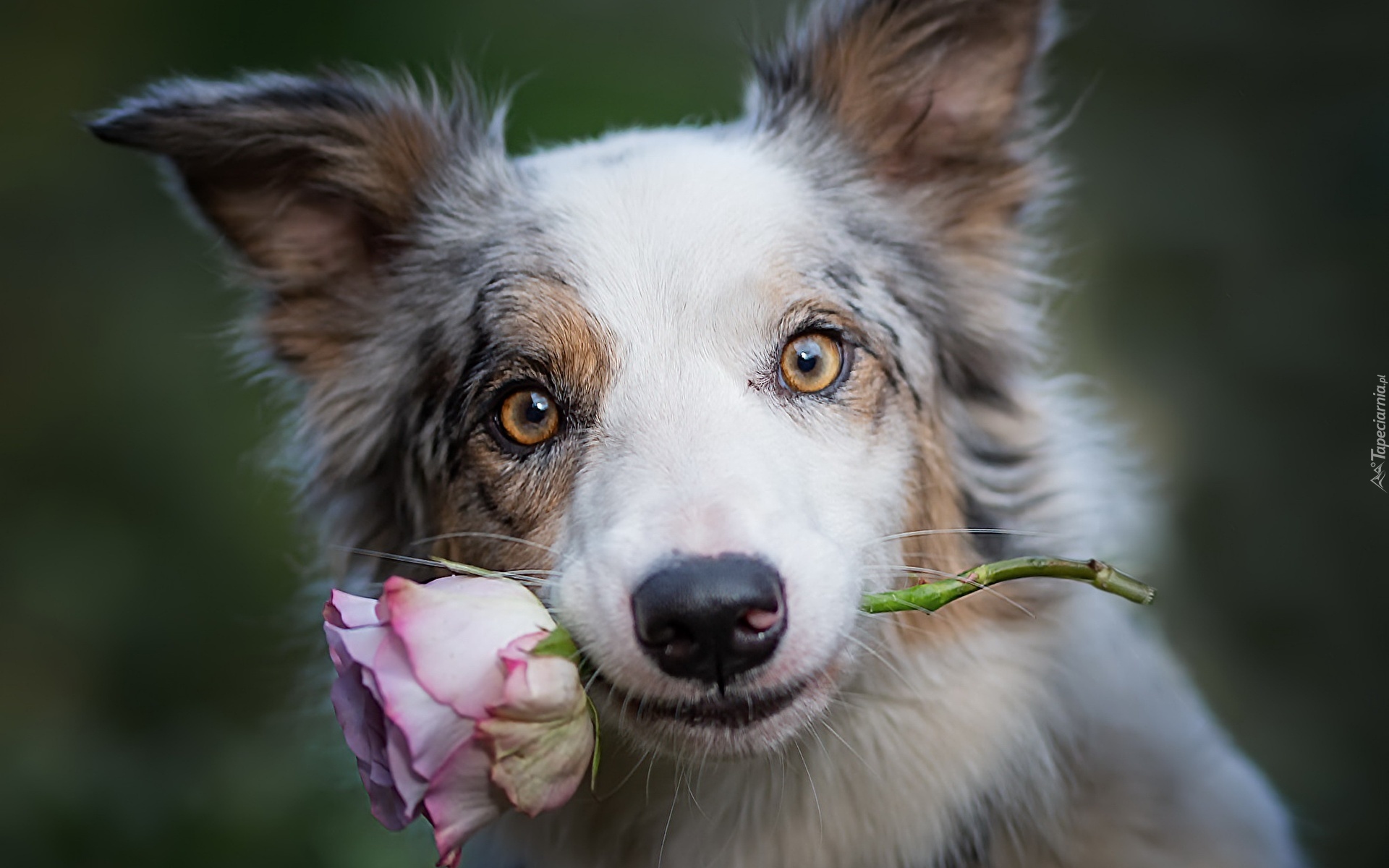 Pies, Border collie, Kwiat, Róża