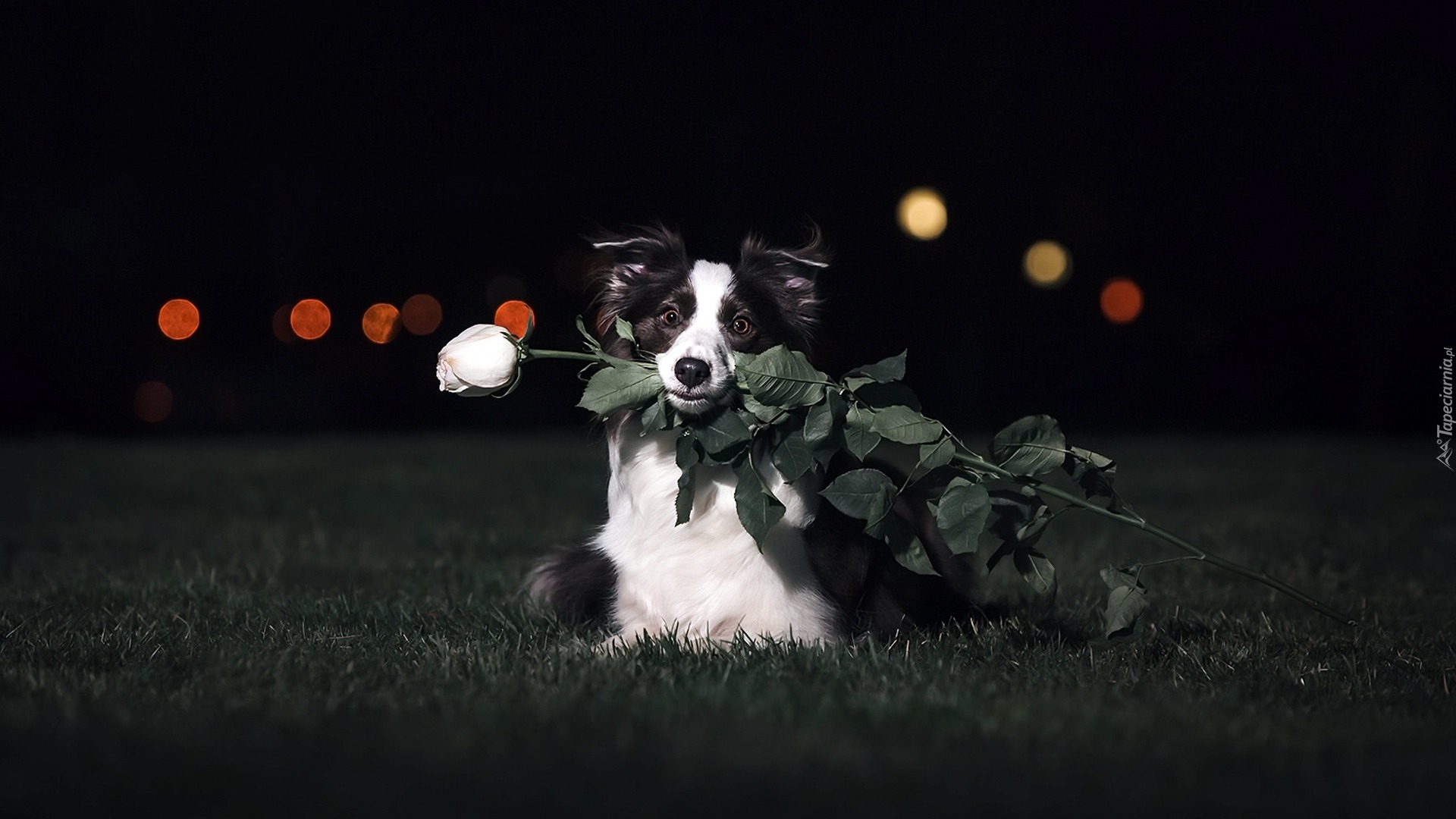 Pies, Border collie, Róża