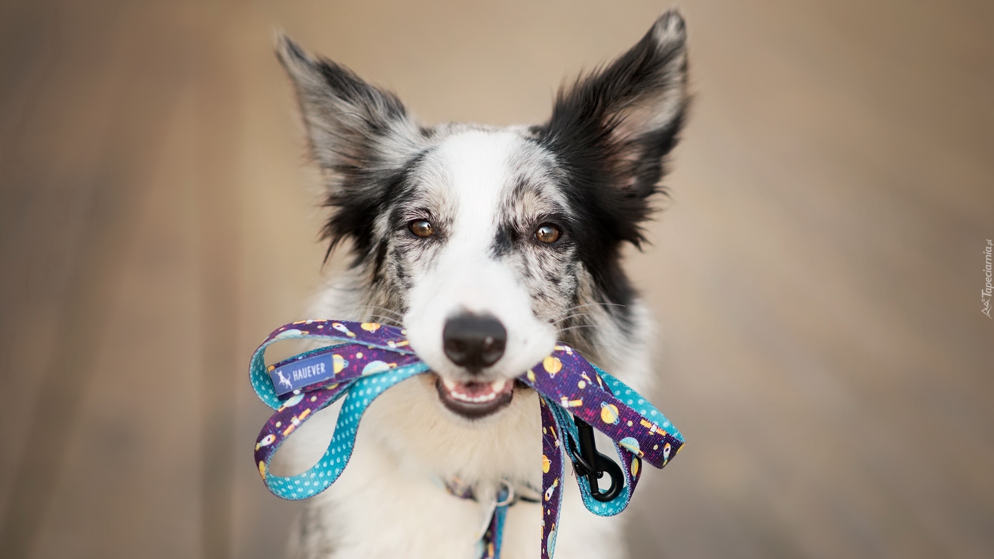 Pies, Border collie, Mordka, Smycz
