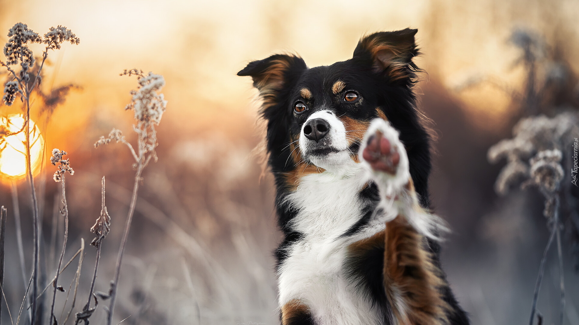 Pies, Border collie, Trawy