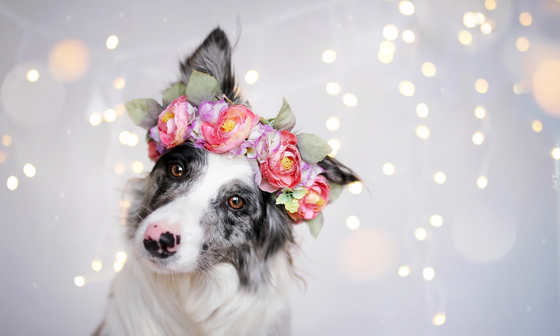 Border collie, Wianek