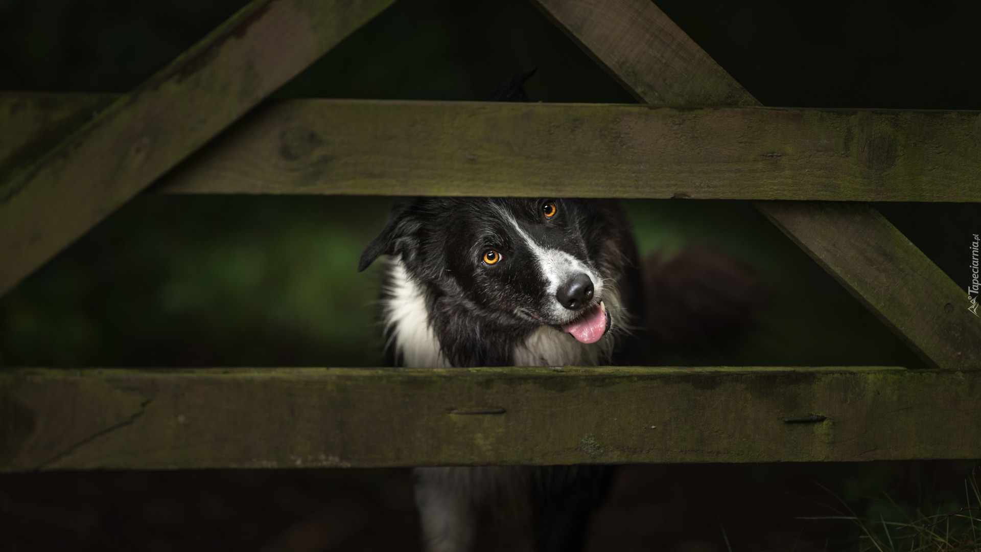 Pies, Border collie, Ogrodzenie