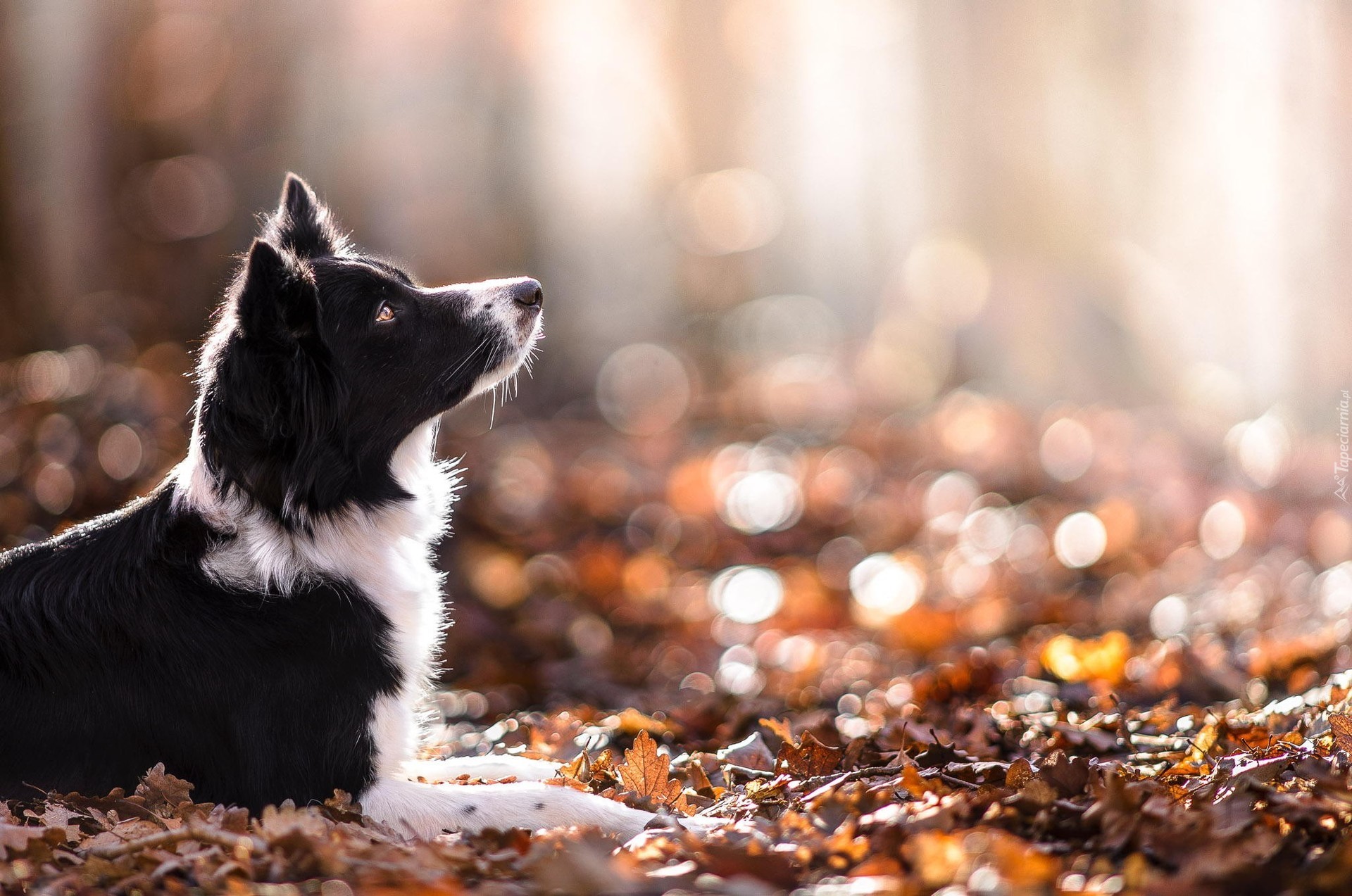 Border collie, Liście, Jesień