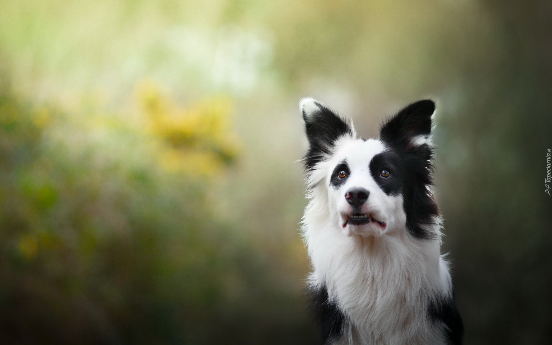 Border collie, Pyszczek