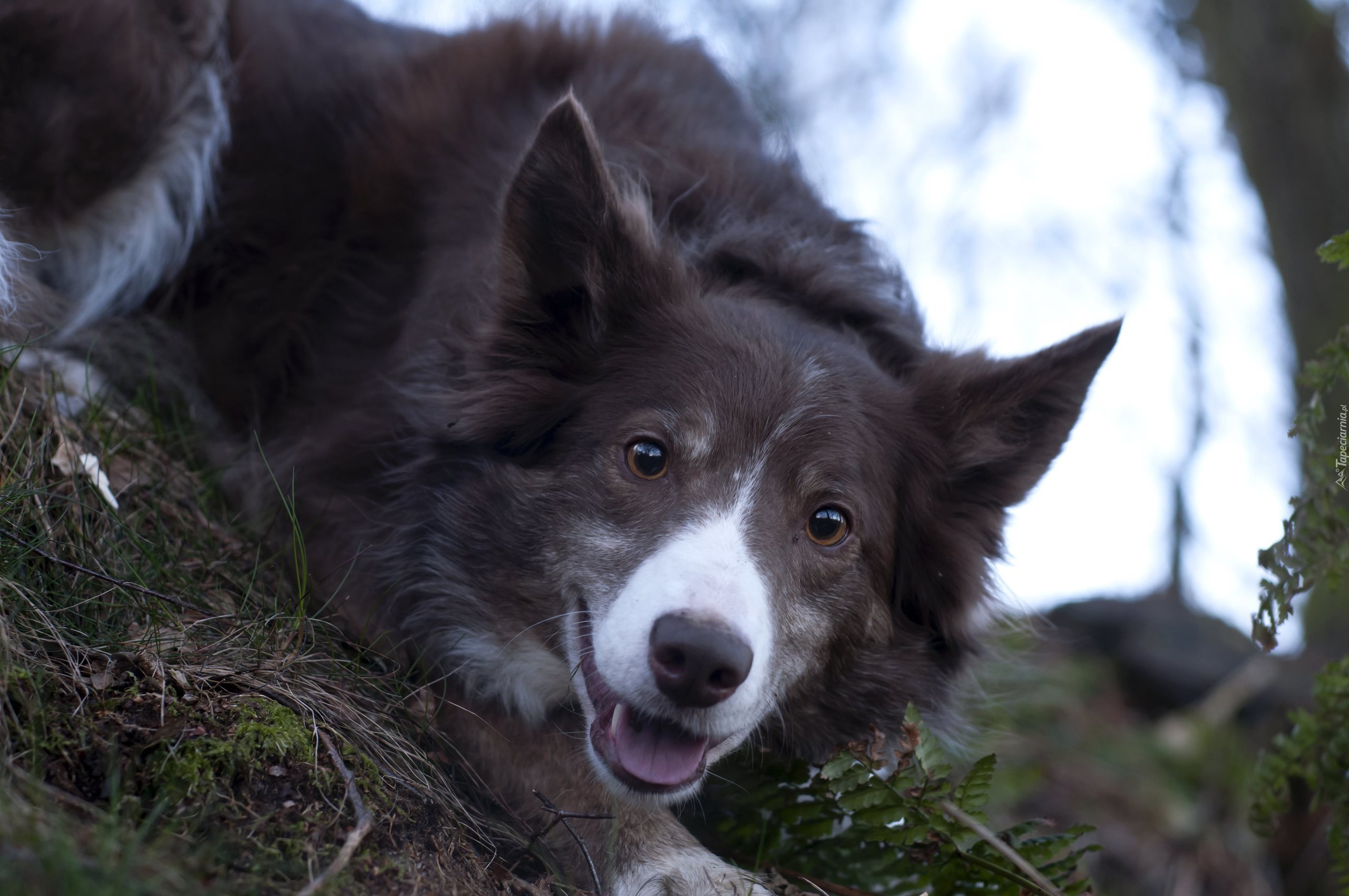 Pysk, Border collie