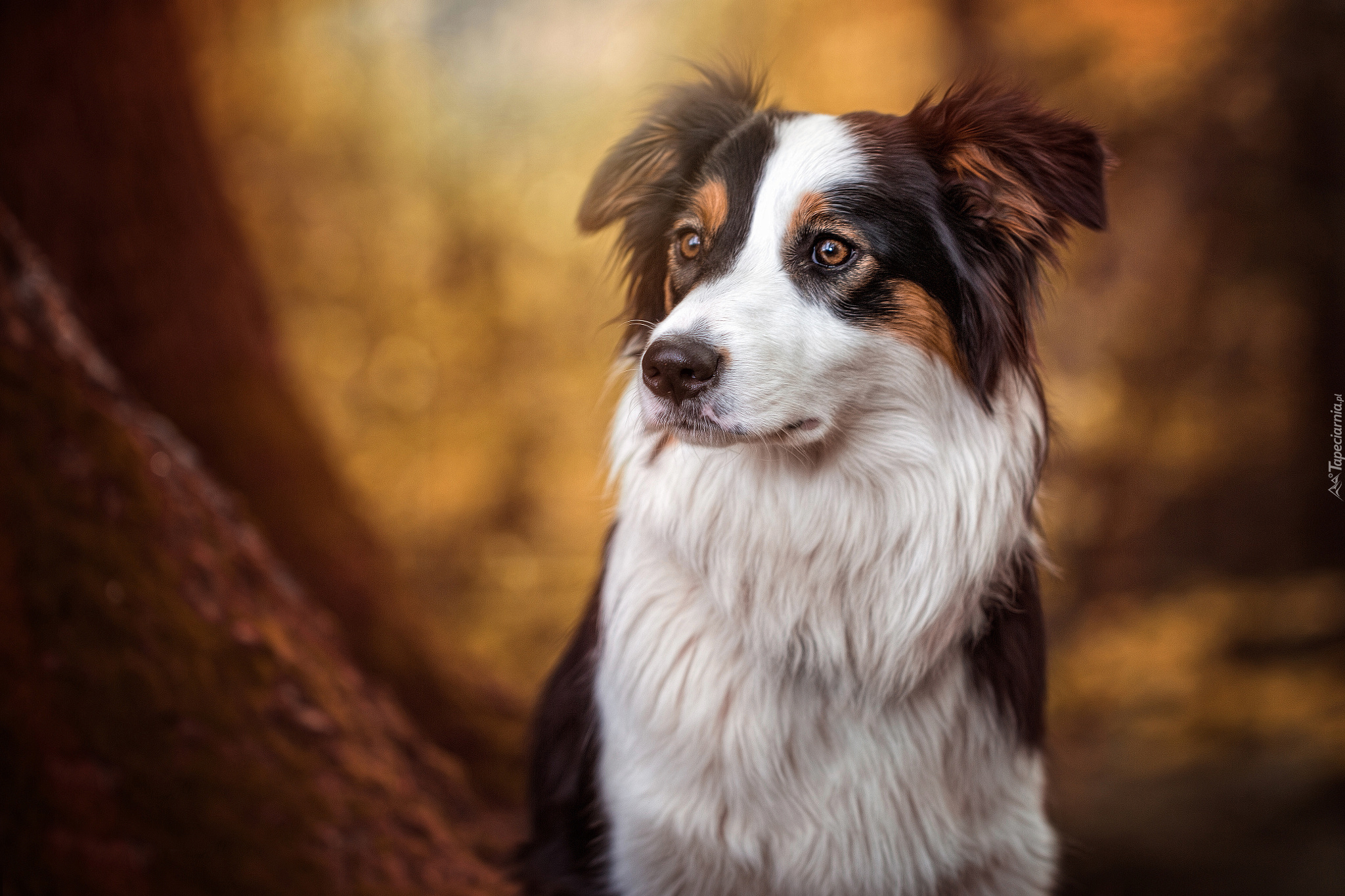 Border collie, Rozmyte, Tło