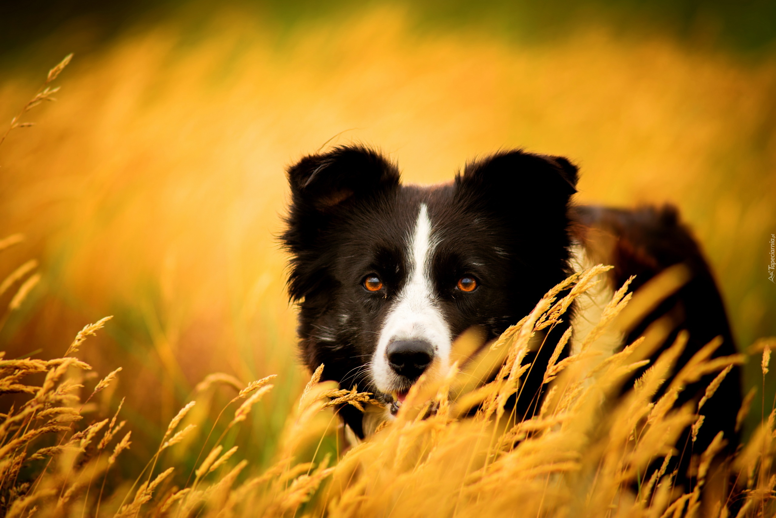 Zapatrzony, Border collie, Trawy