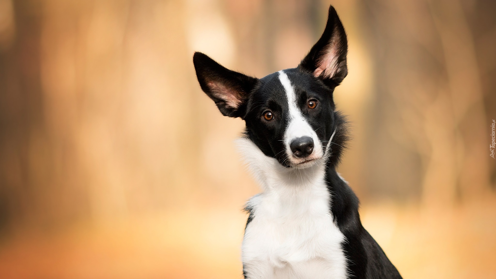 Pies, Biało-czarny, Border collie, Mordka