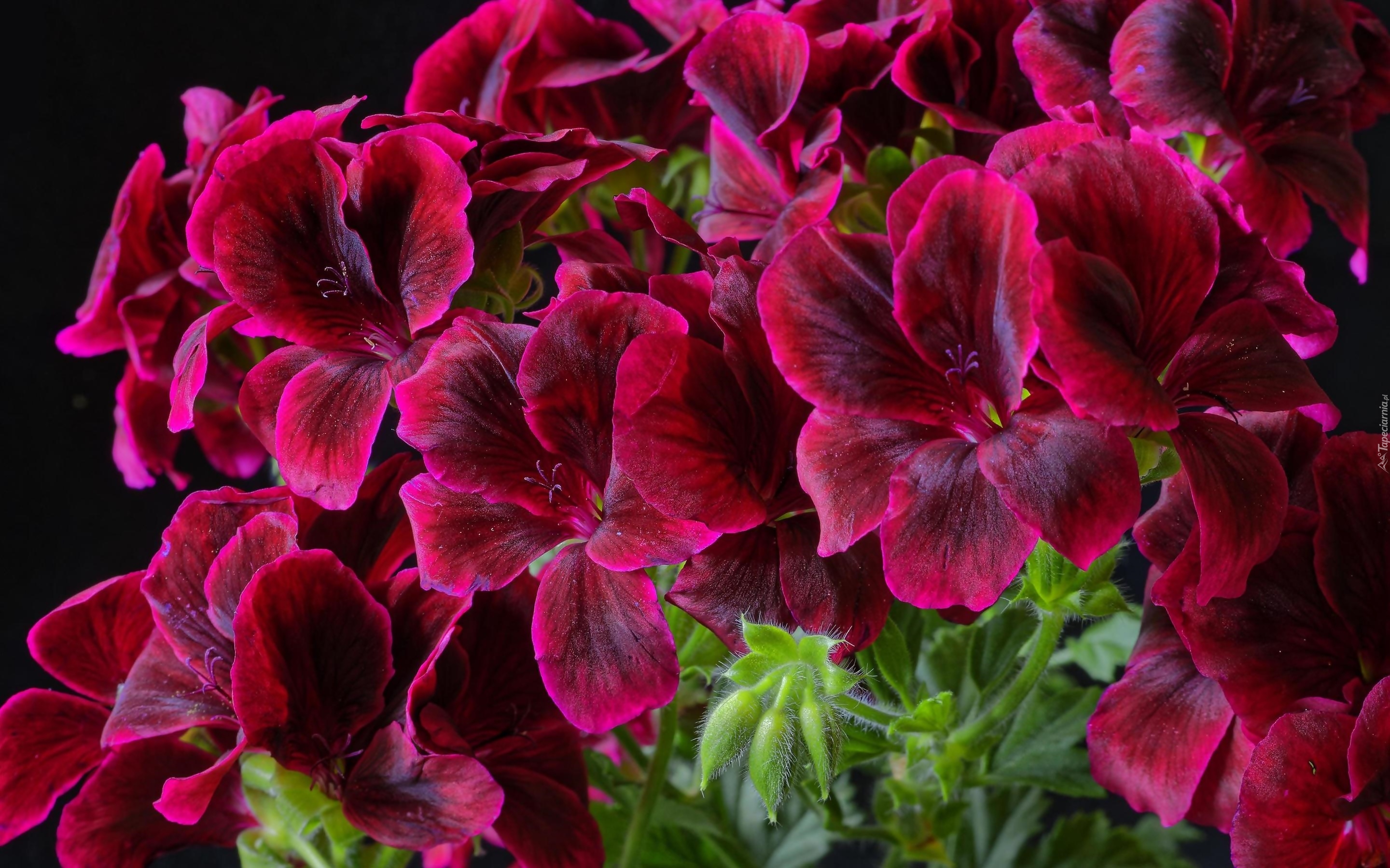 Bordowe, Kwiaty, Pelargonia