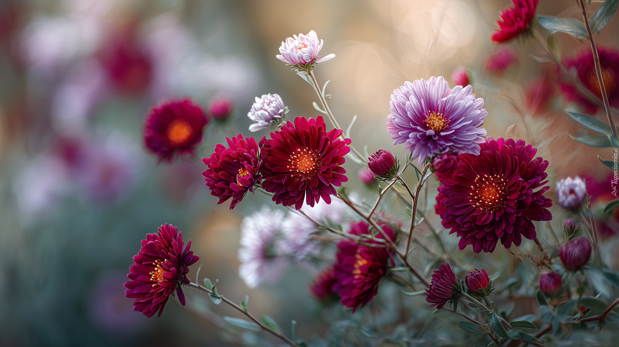 Bordowe, Różowe, Astry, Kwiaty, Grafika AI