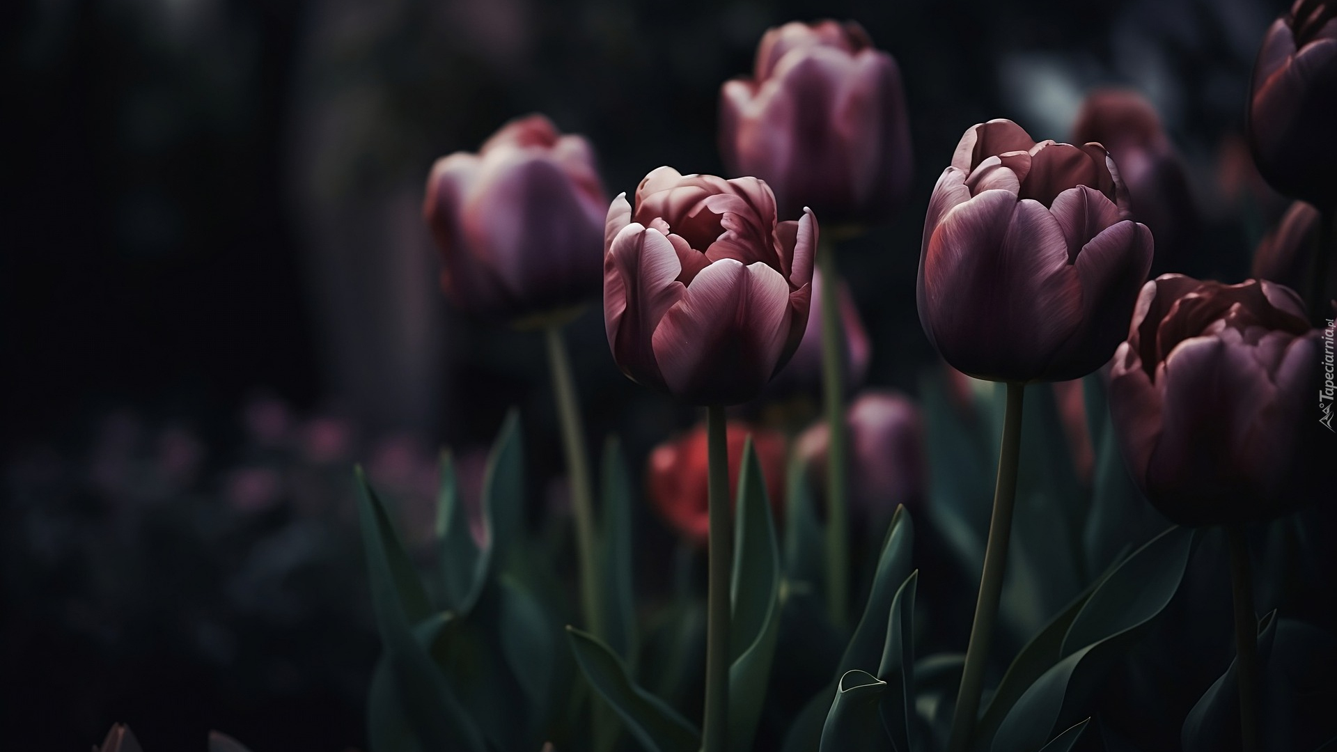 Kwitnące, Tulipany, Ciemne tło